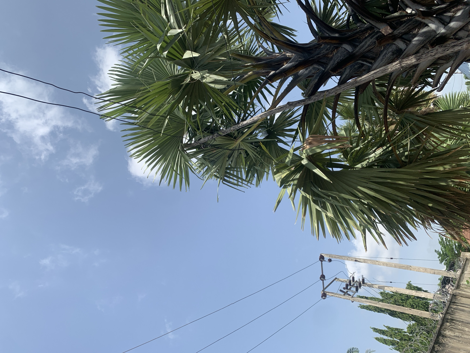 The image captures a scene in Jalingo, Nigeria, under a bright blue sky with scattered white clouds. In the foreground, the fronds of a large palm tree dominate the right side of the frame, its dark, textured trunk partially visible. To the left, a power line structure with several insulators and wires is supported by two tall concrete poles. A concrete wall topped with barbed wire fencing runs along the bottom left of the image. Behind the wall and power line structure, a line of tall, dark green trees can be seen. The overall impression is one of an outdoor environment with a mix of natural vegetation and urban infrastructure.