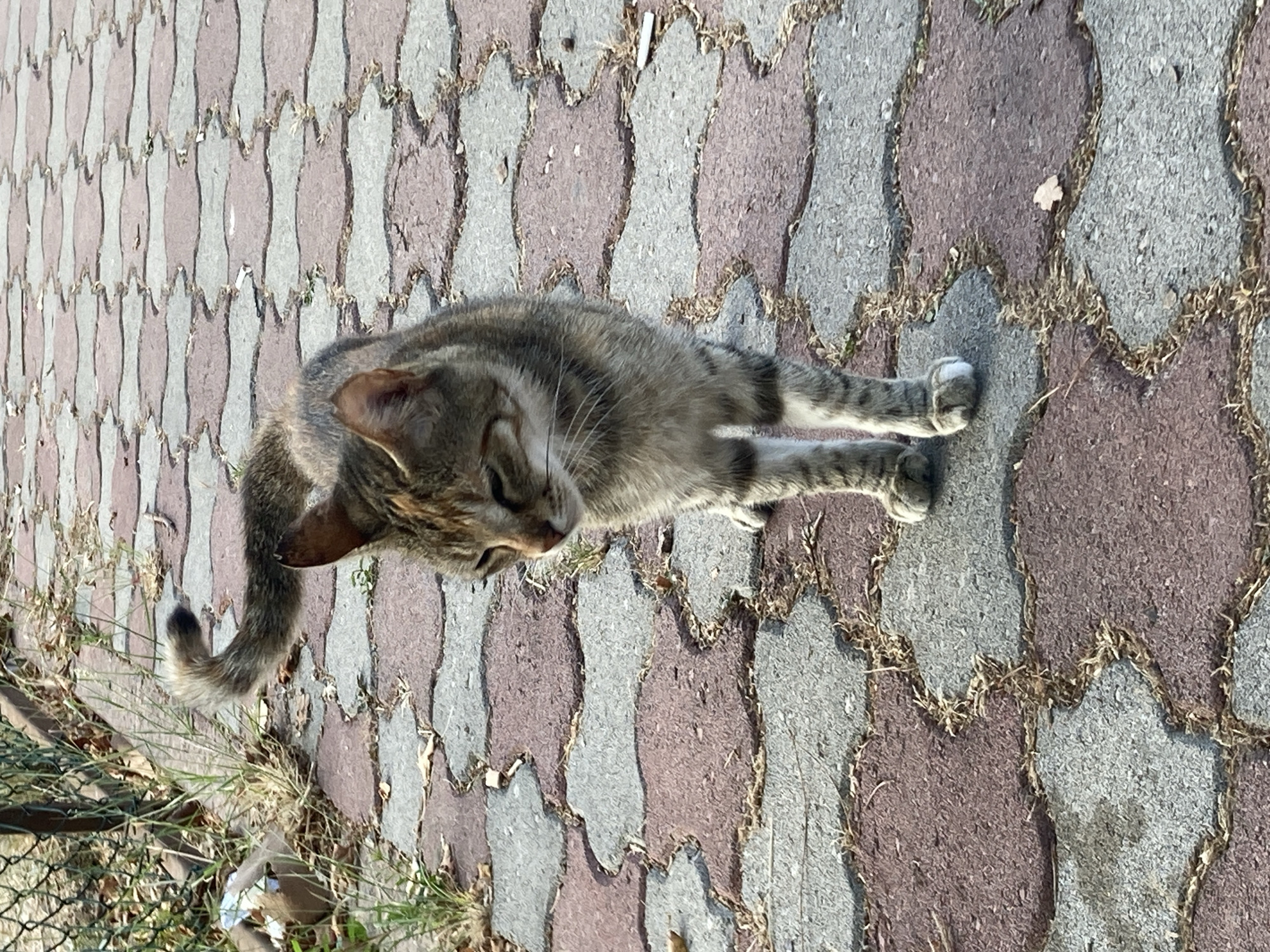 A tabby cat stands on a walkway made of red and gray interlocking pavers. The cat is facing the left of the frame, with its head turned slightly down and to the left. Its tail is curled upwards and to the left. The walkway is bordered on the left by a metal fence and dry grass. The scene appears to be in an outdoor urban setting, possibly Kemer, Turkey, given the architectural style of the pavers and the type of fencing. The lighting suggests it is daytime, with shadows cast on the ground.