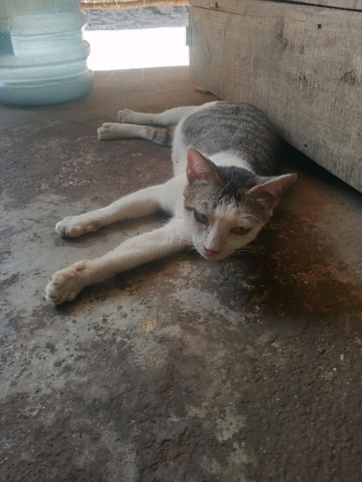 A domestic shorthair cat with white and gray tabby markings lies on a rough concrete floor, its front paws extended forward. The cat is positioned in the lower right quadrant of the frame, near a weathered wooden structure. To the left, a large, translucent blue water jug is visible, partially illuminated by overhead light. The environment appears to be outdoors or in an open-air shelter, indicated by the rough texture of the ground and the natural lighting.