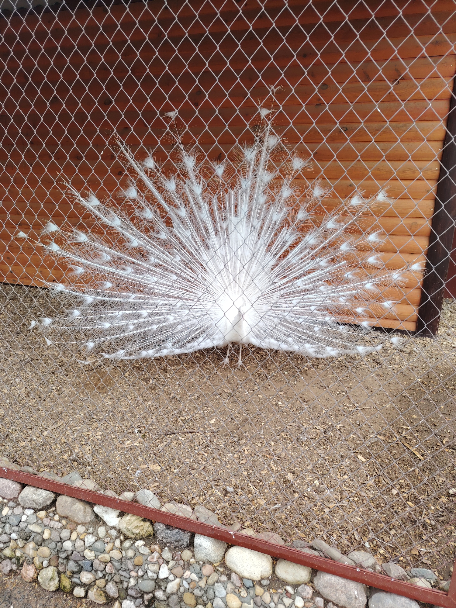 An albino peacock with fully fanned white tail feathers stands within a fenced enclosure, displaying its plumage directly towards the viewer. The peacock occupies the central portion of the image, framed by a prominent chain-link fence that covers the entire foreground. Behind the peacock, a light to medium brown wooden wall, constructed of horizontal planks, serves as the background, with a darker vertical wooden beam visible on the far right. The ground within the enclosure is composed of dirt and wood chips. At the bottom of the image, beneath the fence line, a border of assorted grey and tan stones and pebbles is visible, capped by a reddish-brown horizontal metal bar. The scene is illuminated by ambient daylight. The location is the city of Minsk, Belarus. No individuals are present in the frame.