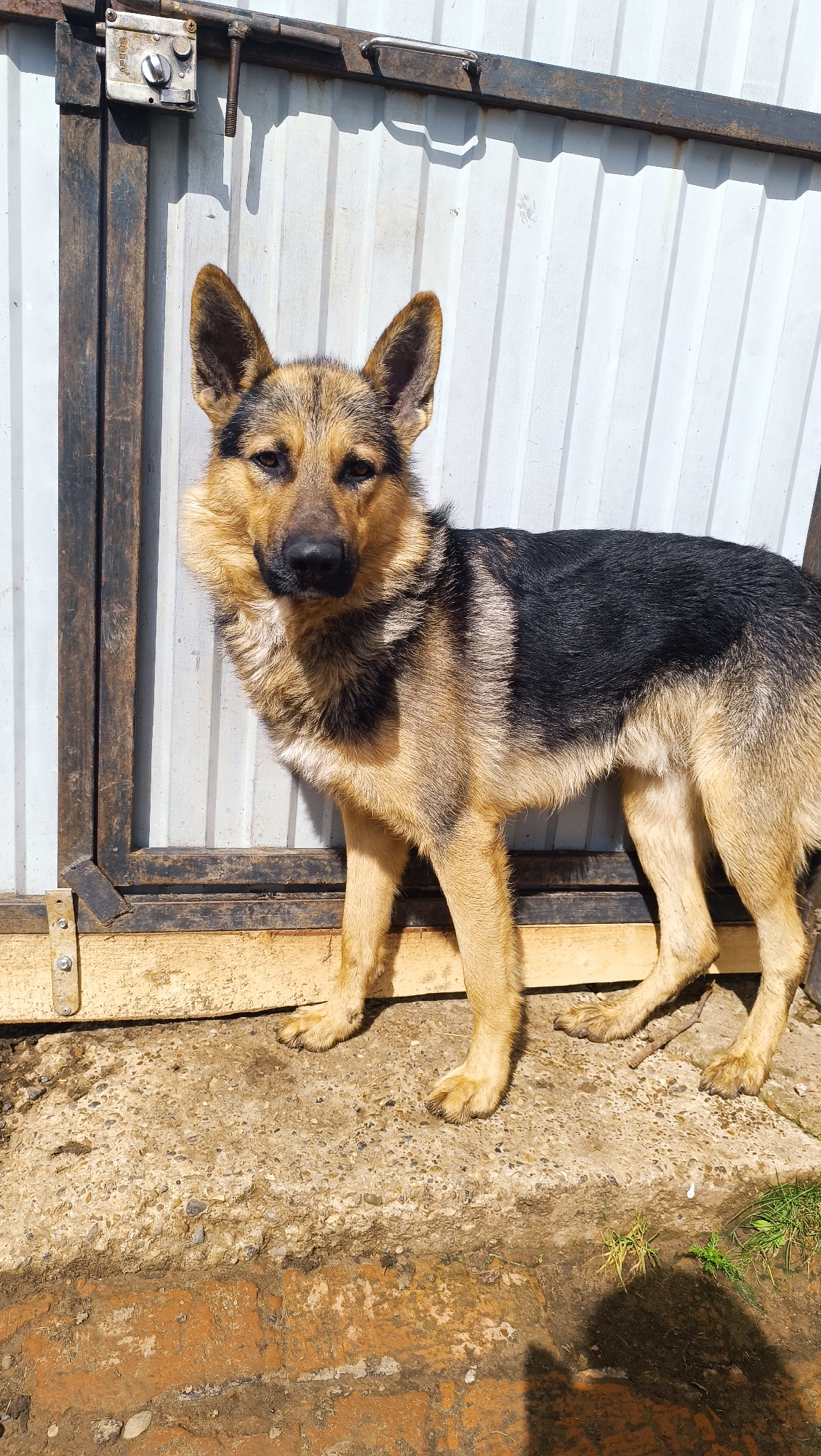 A medium-shot, full-body portrait of a German Shepherd dog standing in front of a corrugated metal wall and a dark metal gate. The dog faces the camera with its head slightly turned to its left. Its fur is a mix of tan, black, and brown. The dog stands on a concrete surface with some scattered debris. A wooden beam runs horizontally across the bottom of the frame, partially obscured by the dog's legs. The background consists of the textured metal wall and the dark, weathered gate. The scene appears to be outdoors, possibly in a yard or alleyway, under bright sunlight casting shadows. The location is not identifiable as Karsha, Russia.