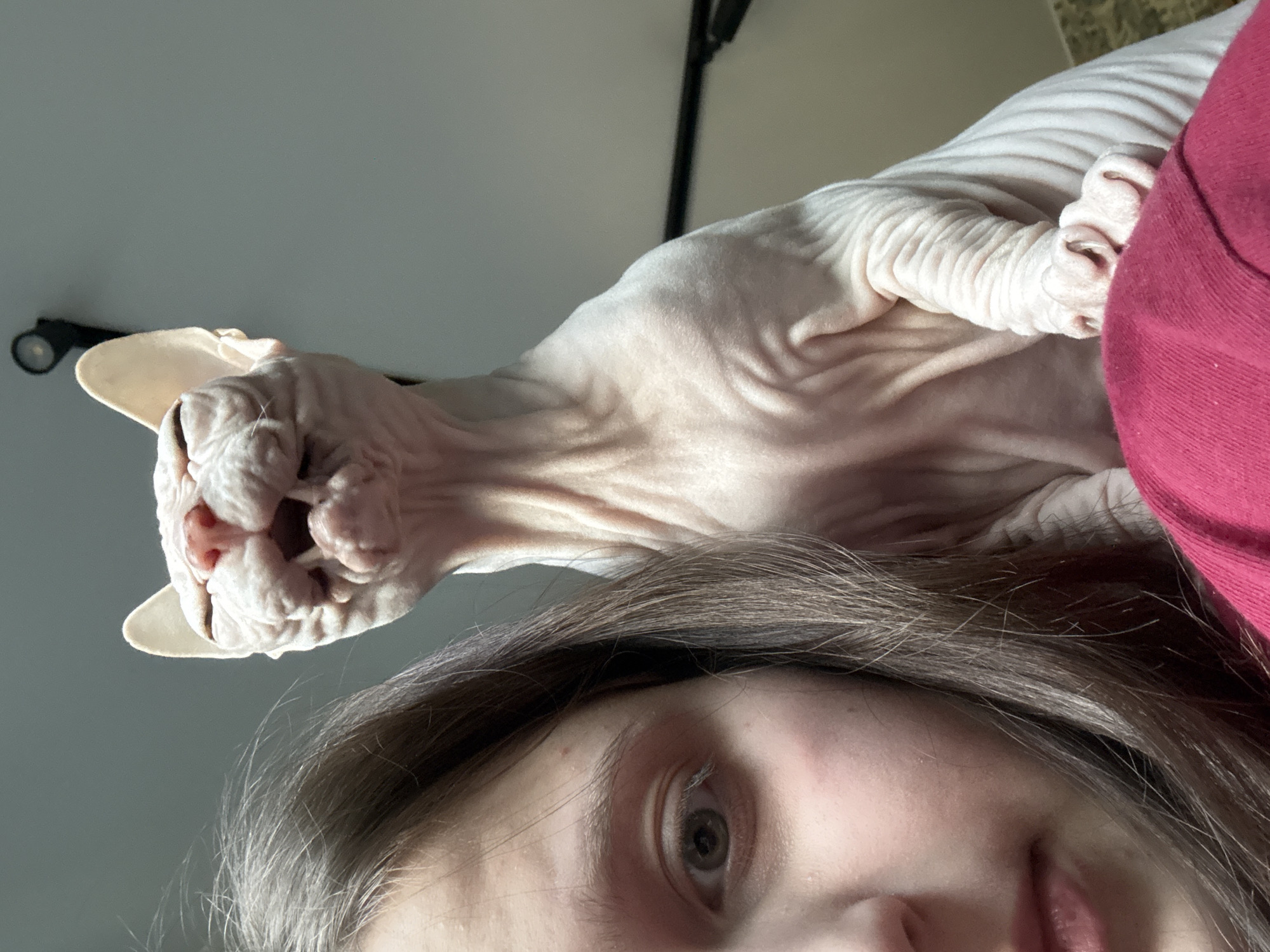 A low-angle selfie shows a person with light brown hair and fair skin, positioned below and partially obscured by a hairless cat (Sphynx breed). The cat is light pink, wrinkled, and occupies the upper portion of the frame. The person's face is partially visible, revealing one eye and a portion of the mouth. A maroon-colored fabric is visible on the right side, likely a shirt. A light fixture is visible in the background, in the top left corner. The wall is a light grey color. The location is not discernible from the image.