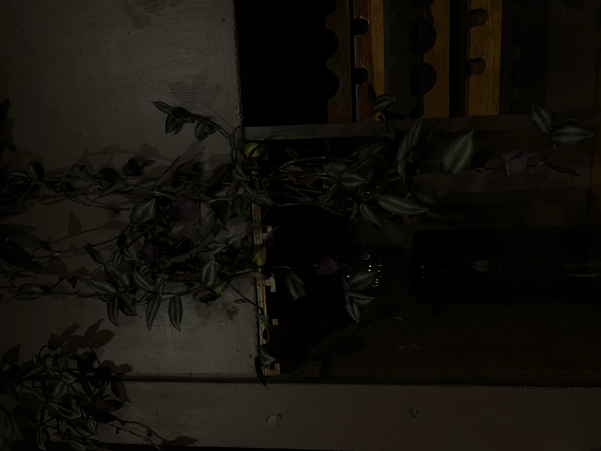The image depicts a dimly lit, likely indoor scene in Tepoztlán, Mexico. A wandering Jew plant (Tradescantia zebrina) is prominently featured, with its characteristic striped leaves and purple undersides. The plant cascades along a surface, which appears to be a wall with a horizontal ledge. A dark object, perhaps a shelf or piece of furniture, is positioned above the ledge. The background features a wooden structure with decorative cutouts. The overall ambiance is dark, obscuring many details and suggesting low light conditions.