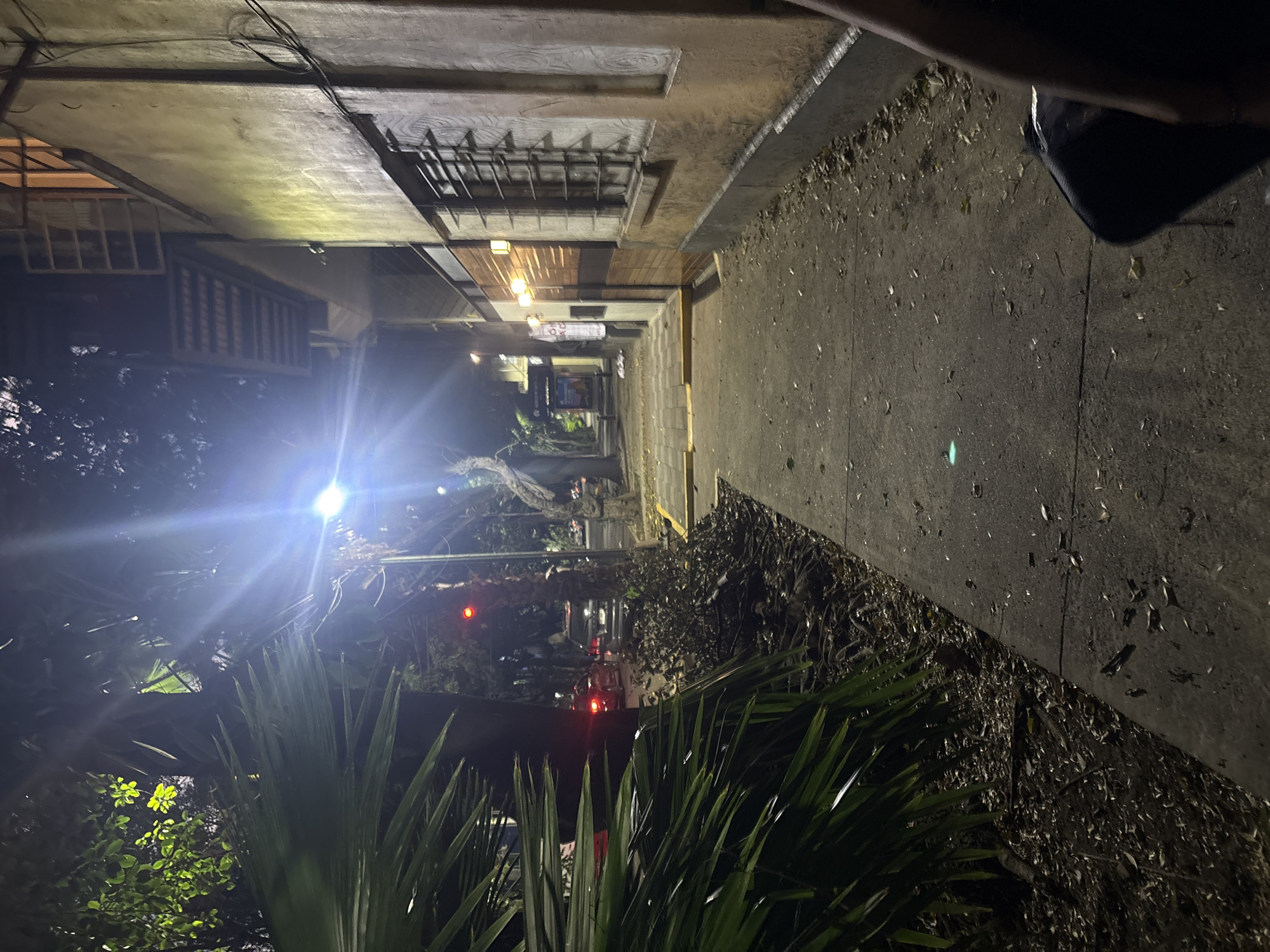 A nighttime shot of a narrow street in Mexico City, Mexico. Buildings line either side of the street. Streetlights illuminate the alleyway. A small tree, shrub, and other plants grow near the bottom-left corner. A person stands on the right side.