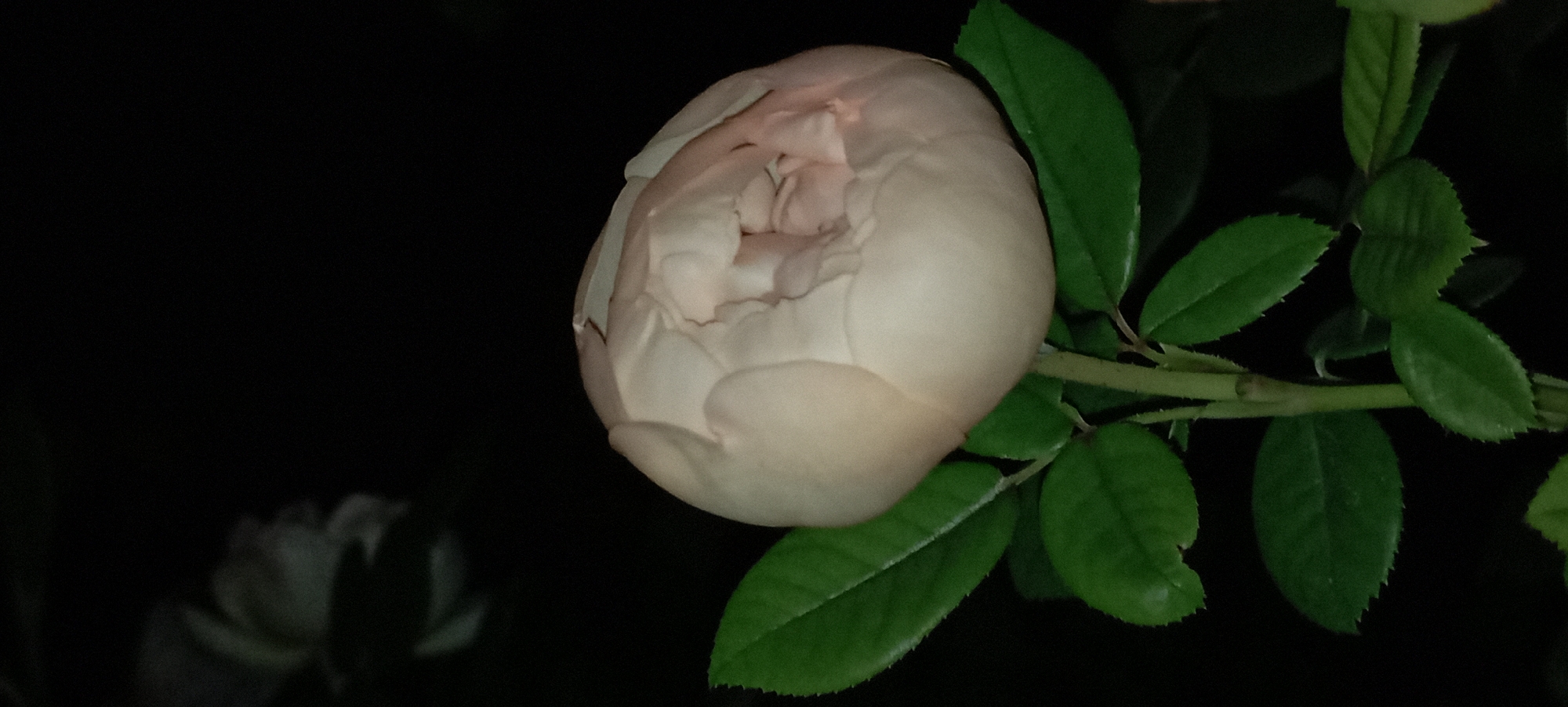 A pale pink rosebud is shown in the foreground, set against a dark background. The rosebud is tightly closed, with delicate petals just beginning to unfurl. Lush green leaves surround the base of the rosebud, their edges serrated. The overall impression is one of understated beauty and potential, as the flower prepares to fully bloom. The image does not contain any information about people, actions, or interactions. Its composition suggests a close-up view of the rose, possibly captured at night or in low-light conditions due to the dark background and the soft illumination on the flower. The setting is not specified within the city of Radisne, Ukraine, or any other location.