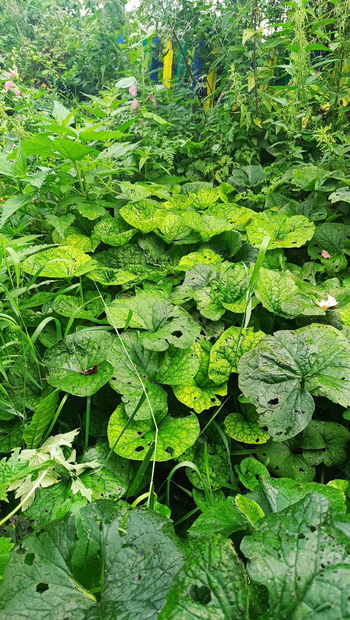 A close-up, eye-level shot captures a dense cluster of lush green vegetation, characteristic of an overgrown garden or wild patch. The plants are varied, with large, ribbed leaves dominating the foreground, some showing signs of damage with irregular holes. Interspersed are thinner, grass-like stalks and broader, serrated leaves. In the middle ground, the foliage thins slightly, revealing hints of blurred, colorful elements—possibly painted wooden posts in yellow and blue—suggesting a fence or structure behind the greenery, which is typical of backyard or allotment areas in rural or suburban settings, such as those found in Karsha, Russia. The lighting suggests an overcast day, with diffused light creating soft shadows and highlighting the various textures and shades of green. A small, dark-colored insect, possibly a butterfly or moth, is visible on one of the large leaves in the lower left quadrant of the image. No people or animals are discernible in the scene. The overall impression is one of untamed natural growth within a cultivated or semi-cultivated environment.