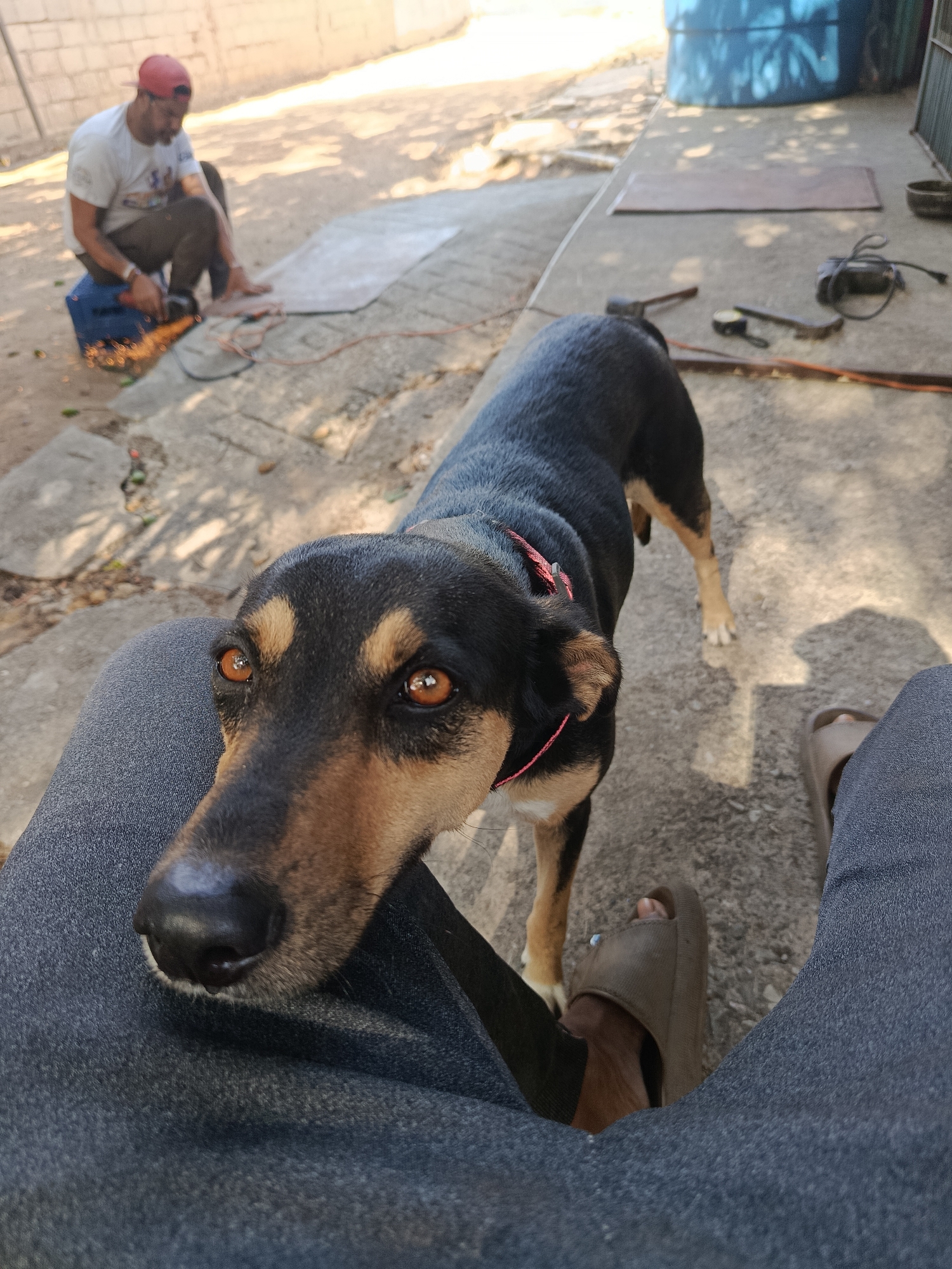 The image shows a ground-level view from a person sitting outside, likely in a yard or concrete patio. A black and tan dog stands close, resting its head against the person's leg. The person is wearing dark gray pants and brown sandals. In the background, a man wearing a red cap and a white t-shirt is cutting metal with a power tool, creating sparks. Various tools and a blue container are scattered on the ground nearby. The environment is shaded by trees, casting shadows on the concrete. The location is Juan Griego, Venezuela.