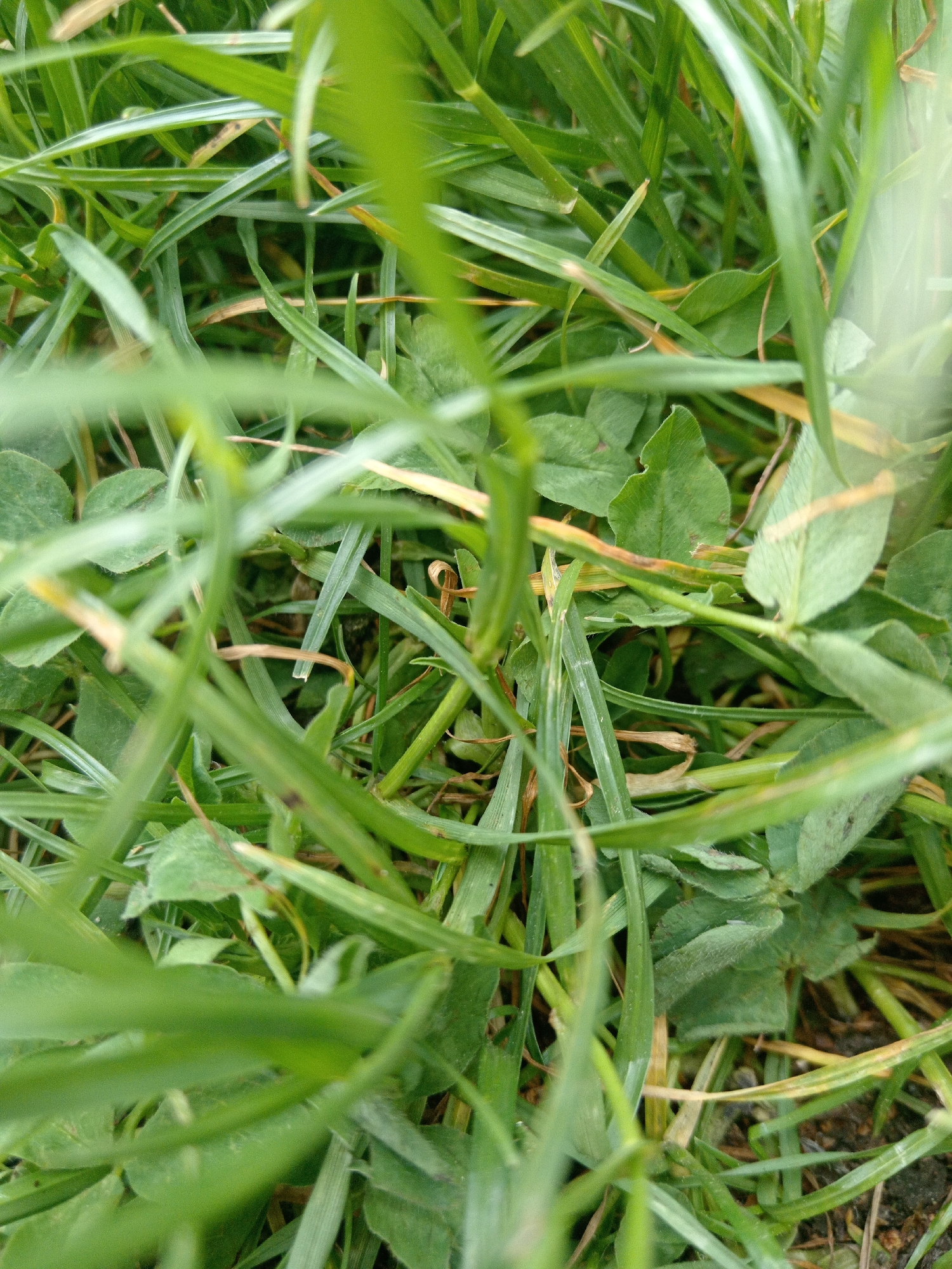 The image is a close-up, eye-level shot of dense green grass and clover. Blades of grass are in sharp focus in the foreground, with some blades extending out of focus into the background. Patches of clover with their characteristic three-leaf structure are visible throughout the frame, some appearing lighter green and others darker. There are also hints of brown, dried grass and soil beneath the green foliage. The lighting appears to be natural daylight, casting soft shadows. The scene depicts a natural, outdoor environment, likely a lawn or a grassy area. There are no people, animals, or man-made structures visible in the image. The overall impression is one of lush, overgrown vegetation.