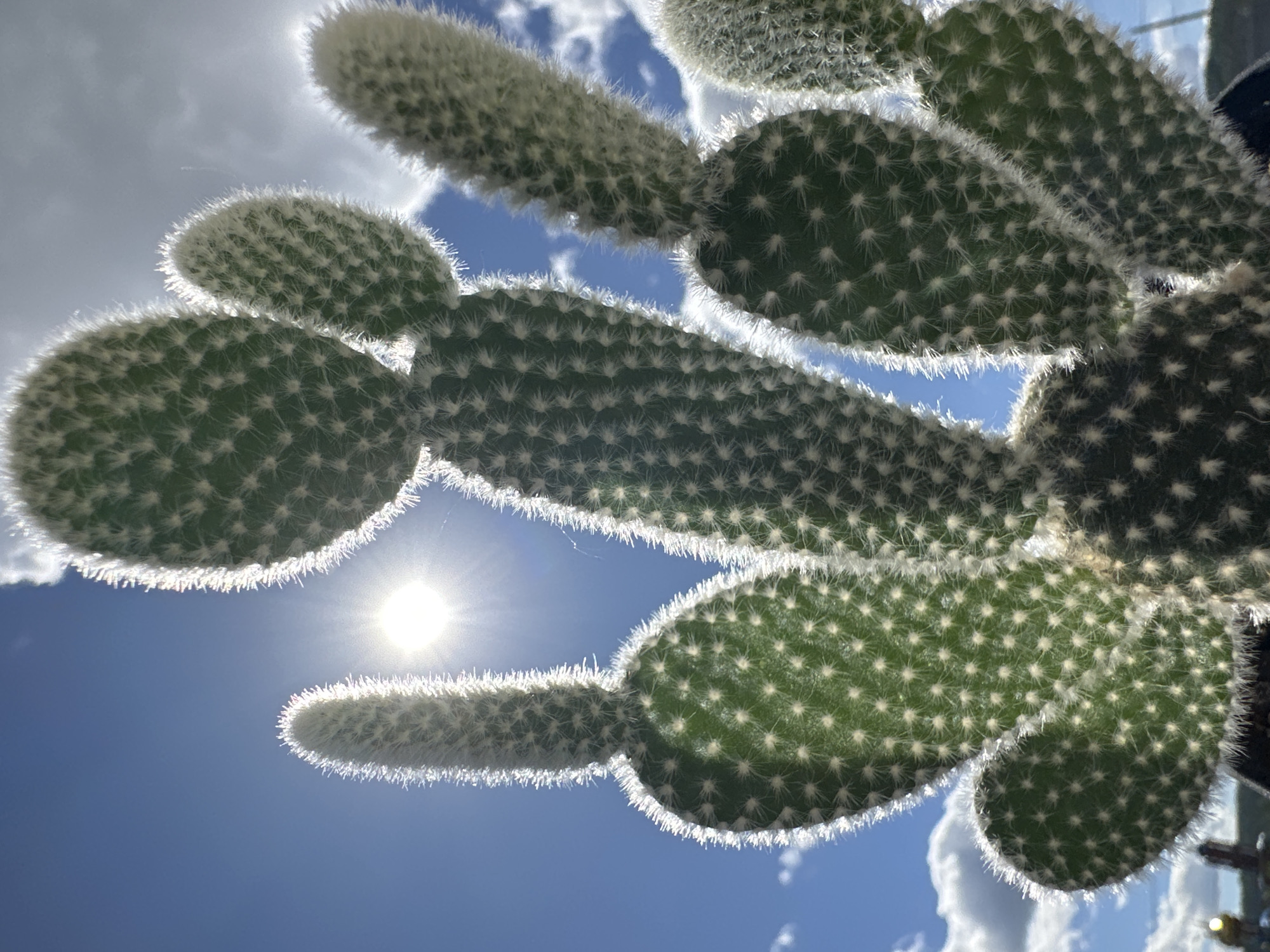 A low-angle shot captures a cluster of bunny ear cactus pads against a backdrop of blue sky and scattered clouds. The sun is visible through the cactus, creating a bright glare. The cactus pads are green with white areoles and glochids along their edges. The image appears to be taken outdoors. Location: Unknown, Unknown.