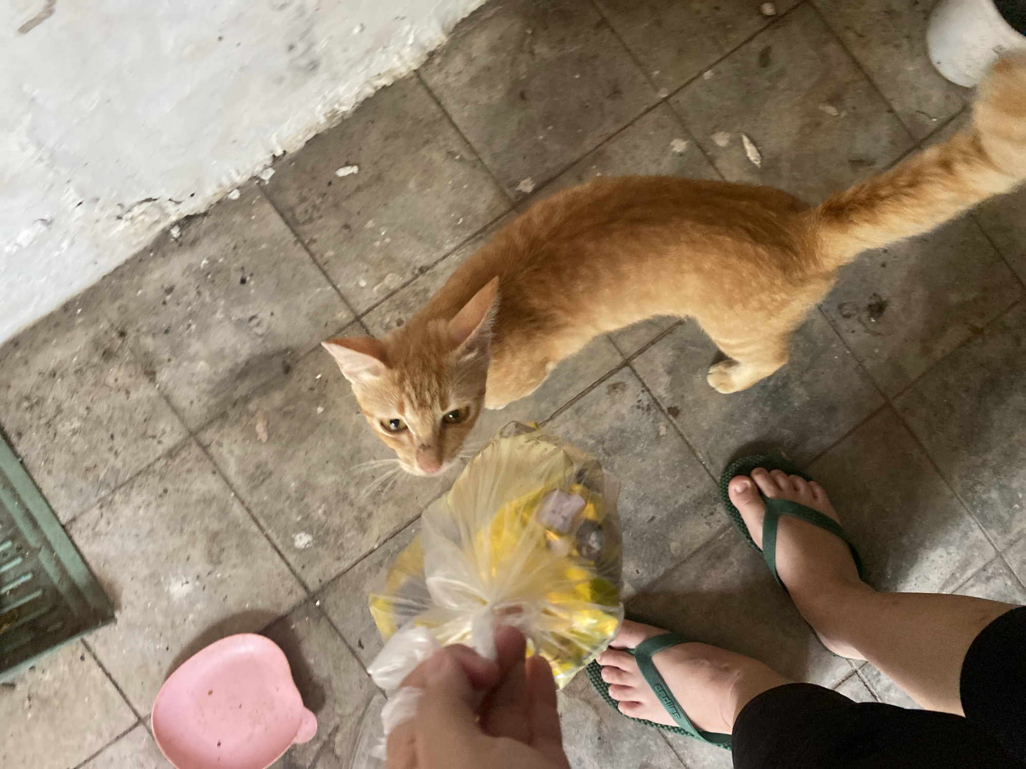 An overhead shot captures an orange tabby cat looking up at a clear plastic bag held by a person's hand. The bag contains yellow and light-colored items. The cat stands on a tiled floor, its body curved. The person's feet, wearing green flip-flops, are visible in the lower left corner. A pink dish is positioned on the floor to the left of the bag, and a green plastic bin is in the upper left corner. The background includes a white, rough-textured wall. The scene appears to be in an outdoor or semi-outdoor area with a worn tiled floor, characteristic of many urban settings in Banjarbaru, Indonesia.