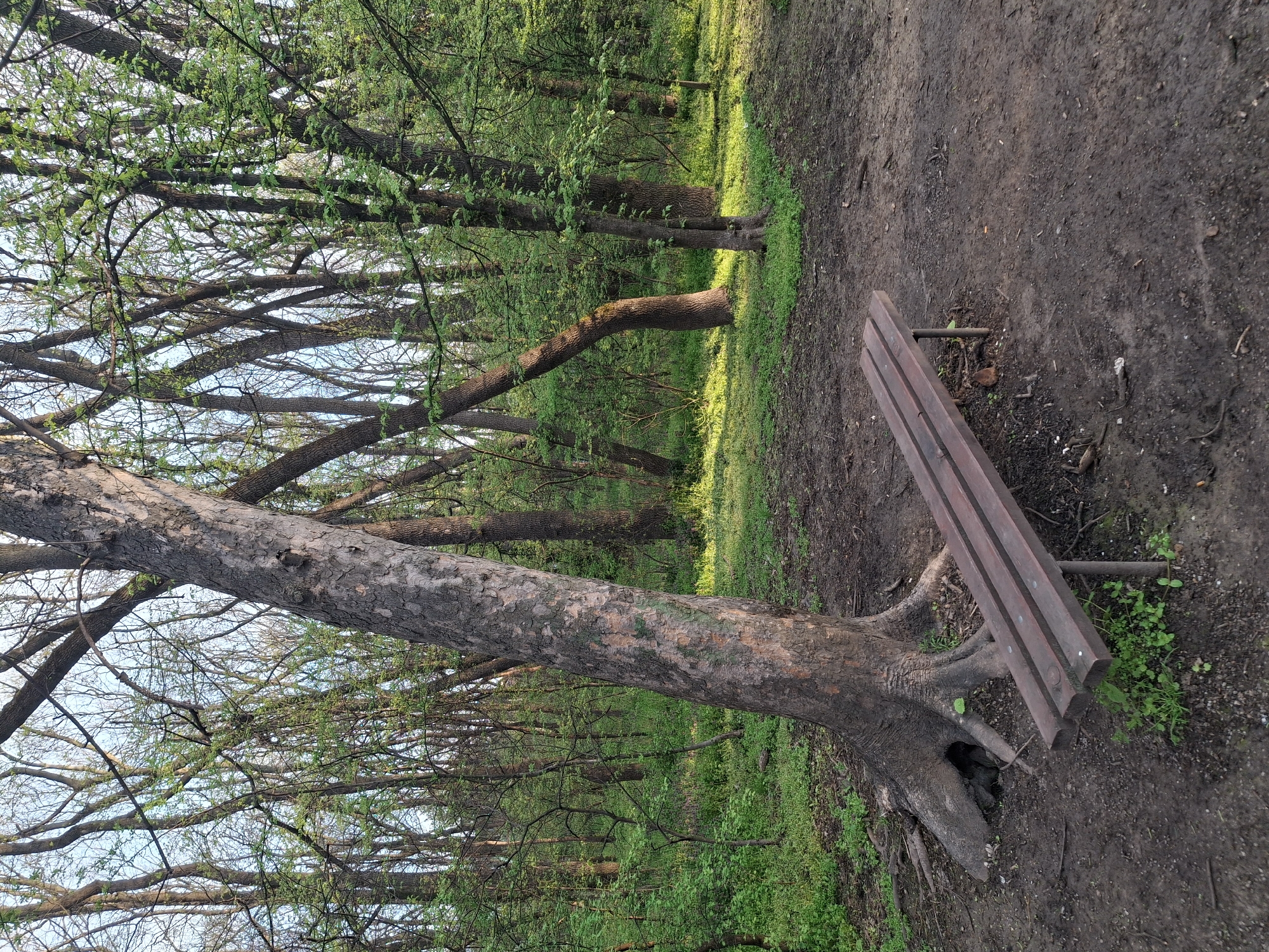 The image shows a park or wooded area in daylight. A long, dark-colored wooden bench sits near a large fallen tree with exposed roots. The tree trunk is thick and dominates the foreground, with its branches reaching up toward the sky. The surrounding area is covered in green grass and vegetation, with other trees visible in the background. A dirt path runs alongside the bench and fallen tree.
