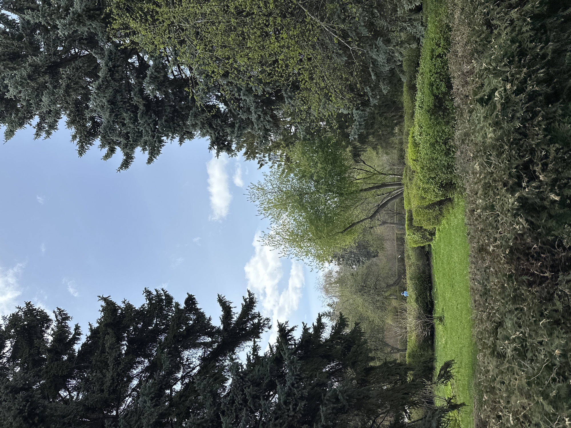 This image depicts a serene and verdant park or garden scene, likely in Yekaterinburg, Russia, captured under a bright, partly cloudy sky. The perspective is upward-looking, emphasizing the natural elements of the landscape.
Prominently featured are various types of trees and hedges. On the left and bottom of the frame, dark green coniferous trees, possibly spruces or firs with dense, textured foliage, form a substantial part of the canopy. Their branches are heavy with needles, creating a deep green border. Interspersed with these, and more prevalent in the middle and upper right, are deciduous trees, some displaying the fresh, vibrant light green leaves characteristic of spring. One tree in the mid-ground, with a slender trunk, is particularly striking with its delicate new foliage.
A manicured strip of bright green grass stretches across the mid-ground, bordered by neatly trimmed, dense green hedges. Beyond this grassy area, another row of darker, taller hedges or evergreen bushes creates a layered effect. In the distance, on the grassy path, a small figure wearing a blue top is visible, suggesting a person walking or enjoying the park.
The sky, seen through gaps in the tree canopy, is a clear blue adorned with scattered, fluffy white cumulus clouds, indicating a bright and pleasant daytime. The overall impression is one of tranquil natural beauty and a well-maintained, lush environment, perfect for a springtime stroll. No text is visible in the image.