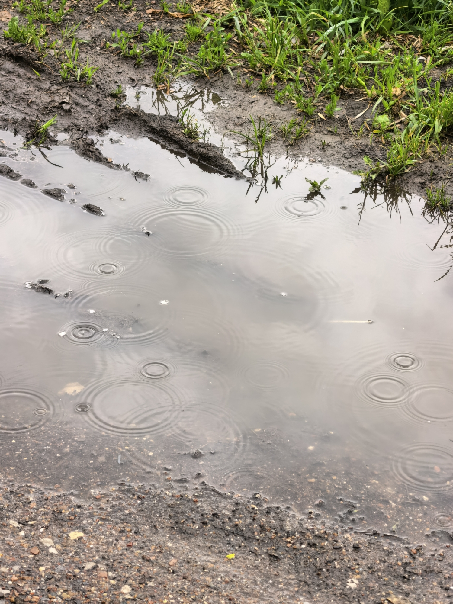 The image displays an outdoor scene featuring a large, murky puddle of water on a muddy ground, indicative of a rainy or recently rained-upon environment. Numerous concentric ripples are visible across the water's surface, signifying ongoing rainfall.
The puddle occupies the central and lower portions of the frame, reflecting a light grey, overcast sky and surrounding green vegetation. Dark, wet mud surrounds the puddle, particularly along the upper and right edges, with tire tracks or boot prints clearly visible on the left side, embedded in the soft earth. Patches of vibrant green grass and small plants grow in the mud, contrasting with the dark soil and mirrored in the water.
Small stones, grit, and scattered organic debris are present in the mud and within the shallow areas of the puddle. A close inspection reveals a small, light-colored, worm-like creature positioned near the water's edge. The scene conveys a wet and somber atmosphere, characteristic of a rainy day. No people or artificial structures are visible, suggesting a natural or unpaved setting. There is no visible text in the image. The location context for this scene is Sterlitamak, Russia.