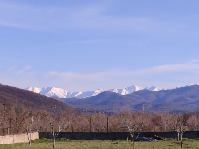 The scene presents a panoramic view of a mountainous landscape in Belish, Bulgaria, under a clear, light-blue sky with minimal high-altitude cloud wisps. A distinct range of snow-capped mountains spans the distant horizon. In front of these, lower, undulating hills covered in dense, dark-brown, bare deciduous vegetation extend across the mid-distance. The midground is defined by a low, weathered concrete wall, approximately 0.5 meters high, topped with a wire fence. Behind this fence, an area of numerous bare, brown-branched trees, likely an orchard or sparse forest, stretches horizontally. A tall, slender, dark-colored industrial chimney or structure stands vertically in the mid-right, rising above the bare trees. The foreground consists of a sparsely vegetated field with green grass and patches of brown earth, featuring several small, bare-branched trees scattered throughout. A small, dark, horizontally elongated object is discernible against the sky in the upper-left quadrant. No individuals, animals, or active subjects are observed within the frame.