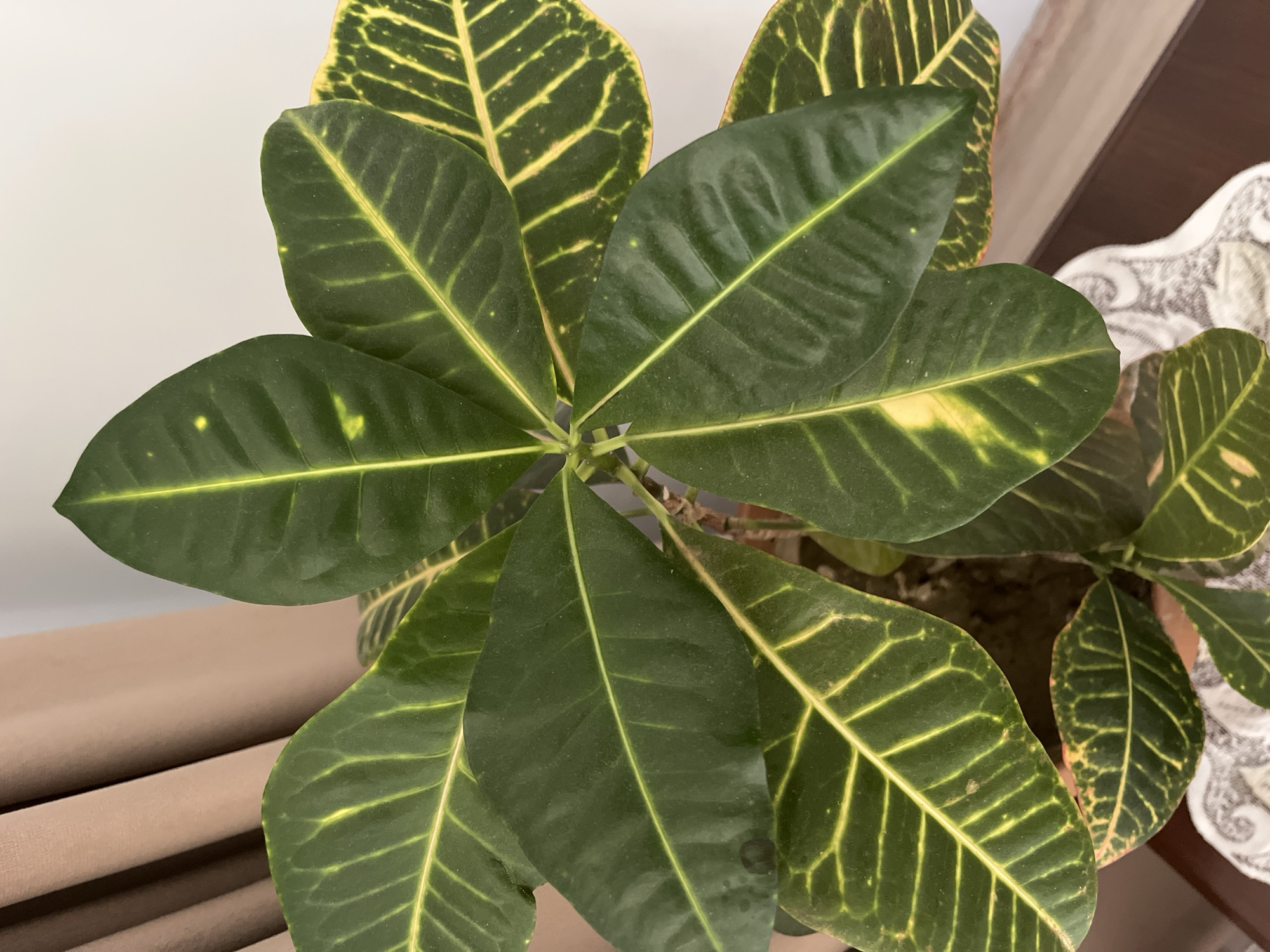 The image shows a close-up of a Croton plant with vibrant green leaves variegated with yellow veins and patches. The plant is in a pot, partially visible at the bottom, and appears to be indoors, possibly in a home or office environment in Gürsu, Turkey. In the background, a beige curtain is visible on the left, and a white wall on the right. The lighting suggests it is daytime.