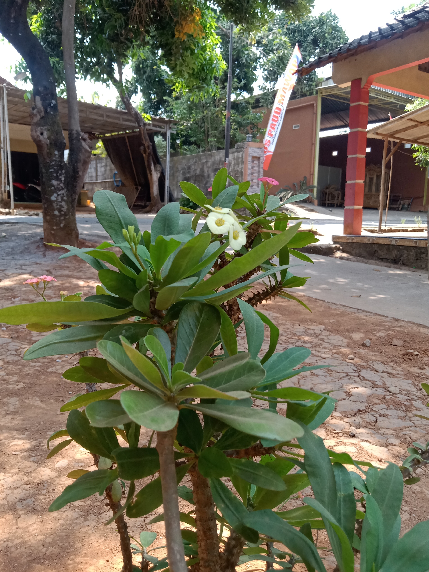 A close-up shot captures a thorny plant with green leaves and a few delicate white and pink flowers in the foreground. The plant's stem is brown and spiky. Behind the plant, a dirt path is visible, with scattered stones. Further back, a building with red pillars and a beige roof stands to the right. A flag with red and white stripes and text in Indonesian hangs from a pole in front of the building. A large tree with a thick trunk is on the left side of the image, with a covered structure behind it. The scene appears to be an outdoor area, possibly a yard or a garden, in Menganti, Indonesia, judging by the architecture and the flag. The lighting suggests it is daytime, with sunlight casting shadows.
