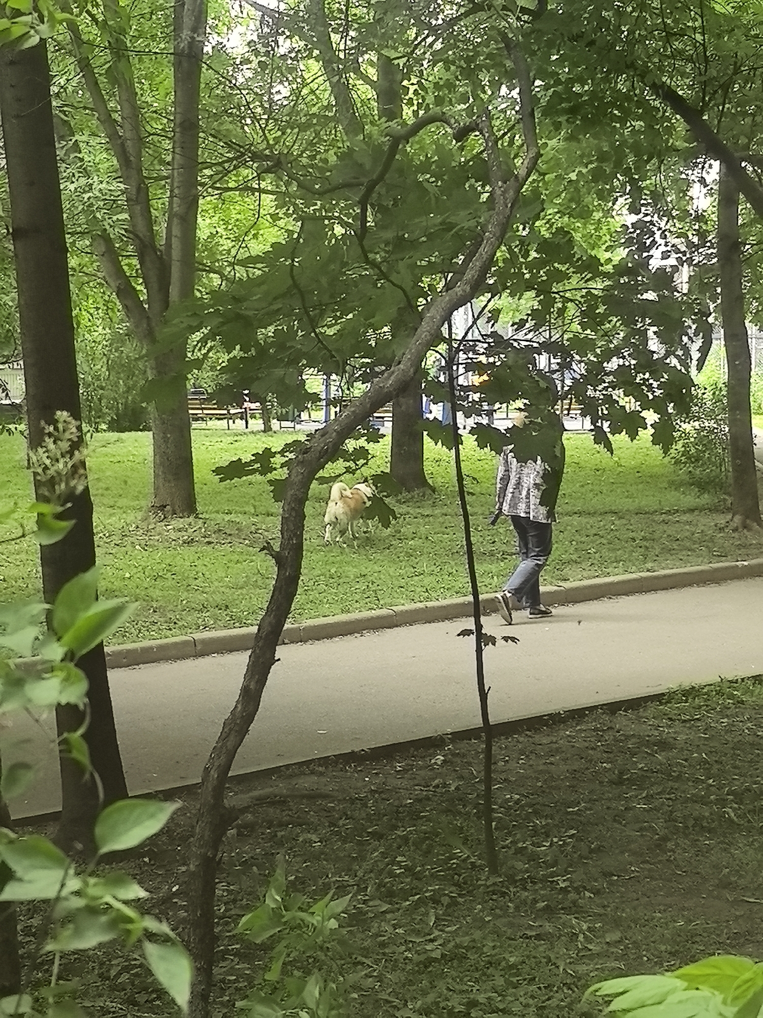 This image depicts a tranquil outdoor scene in what appears to be an urban park or green area in Moscow, Russia, during daytime, likely spring or summer given the lush green foliage.
The main subjects are a person and a dog. An adult, viewed from behind, walks along a paved pathway from left to right, wearing dark trousers and a light, possibly patterned, long-sleeved top. To the left of the path, on the green grass, a light-colored dog (likely beige or light brown) is actively sniffing or looking down at the ground, suggesting it is exploring its surroundings.
The scene is dominated by numerous trees with vibrant green leaves, creating a dense canopy overhead and dappled light on the ground. A prominent, slender tree branch extends diagonally from the lower-center of the frame, adding depth to the foreground. On the far left, a bush with small white blossoms is partially visible. In the background, beyond the main subjects and through the trees, glimpses of park benches and a blue structure, possibly part of a playground, can be seen.
The lighting indicates daytime, with a soft, diffused quality suggesting either an overcast sky or indirect sunlight filtered through the leaves. The overall mood is calm and natural, capturing a leisurely moment in a public green space. There is no visible text in the image.