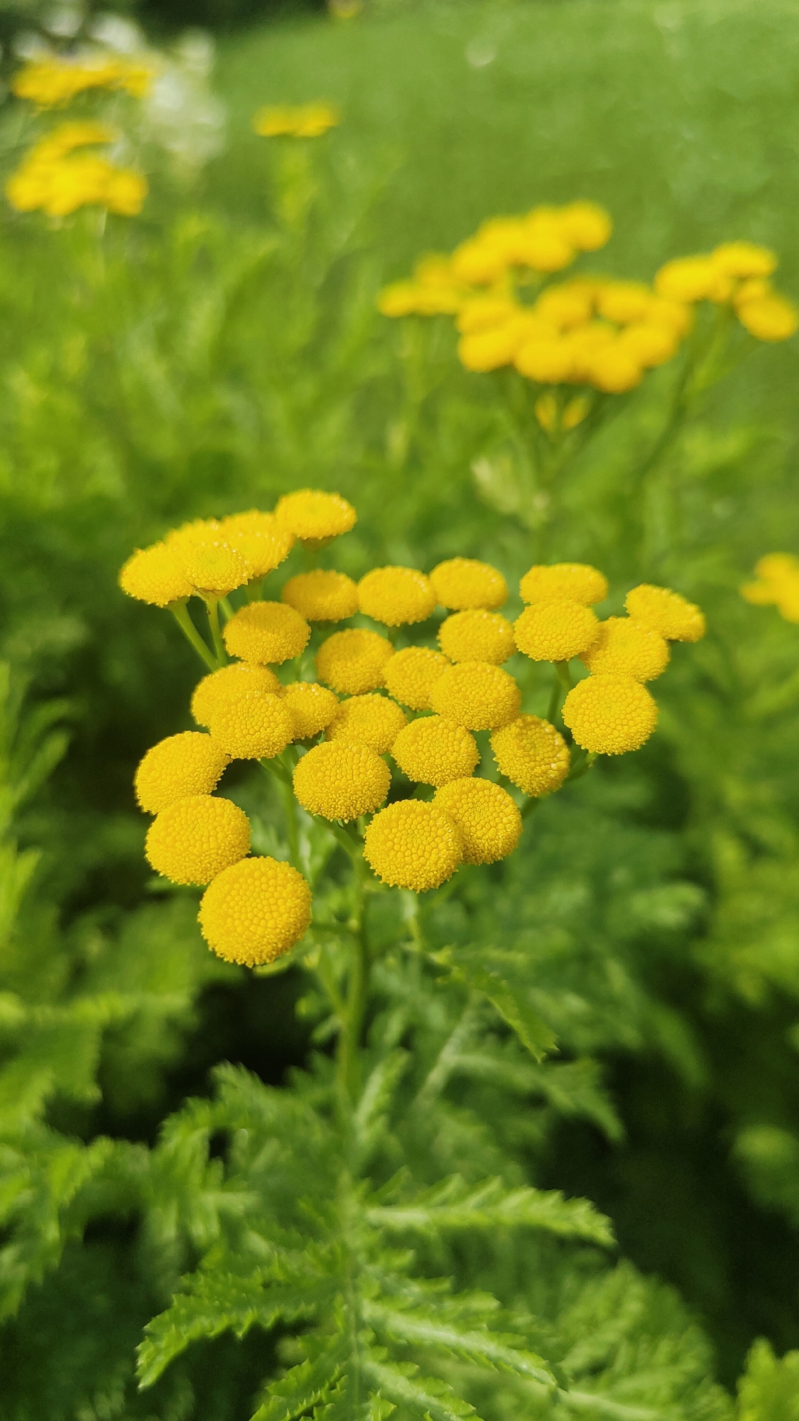 The image is a close-up, outdoor, vertical shot of a cluster of bright yellow, button-like flowers, likely Tansy, in bloom. The flowers are small and round, with many tiny florets that give them a textured appearance. Some of the flowers have small water droplets on them, suggesting recent rain or dew. The flowers are surrounded by lush, green foliage, which is slightly out of focus, creating a bokeh effect that highlights the subject. The lighting is natural and bright, indicating daytime. There are no people or man-made objects visible in the frame.
The image is provided as part of a dataset that includes metadata linking it to the city of Krasnoyarsk, Russia. However, without further contextual information or specific landmarks within the image, it is impossible to pinpoint the exact location within Krasnoyarsk. The scene depicts a natural environment, possibly a park, garden, or roadside where wild or cultivated Tansy is growing.
