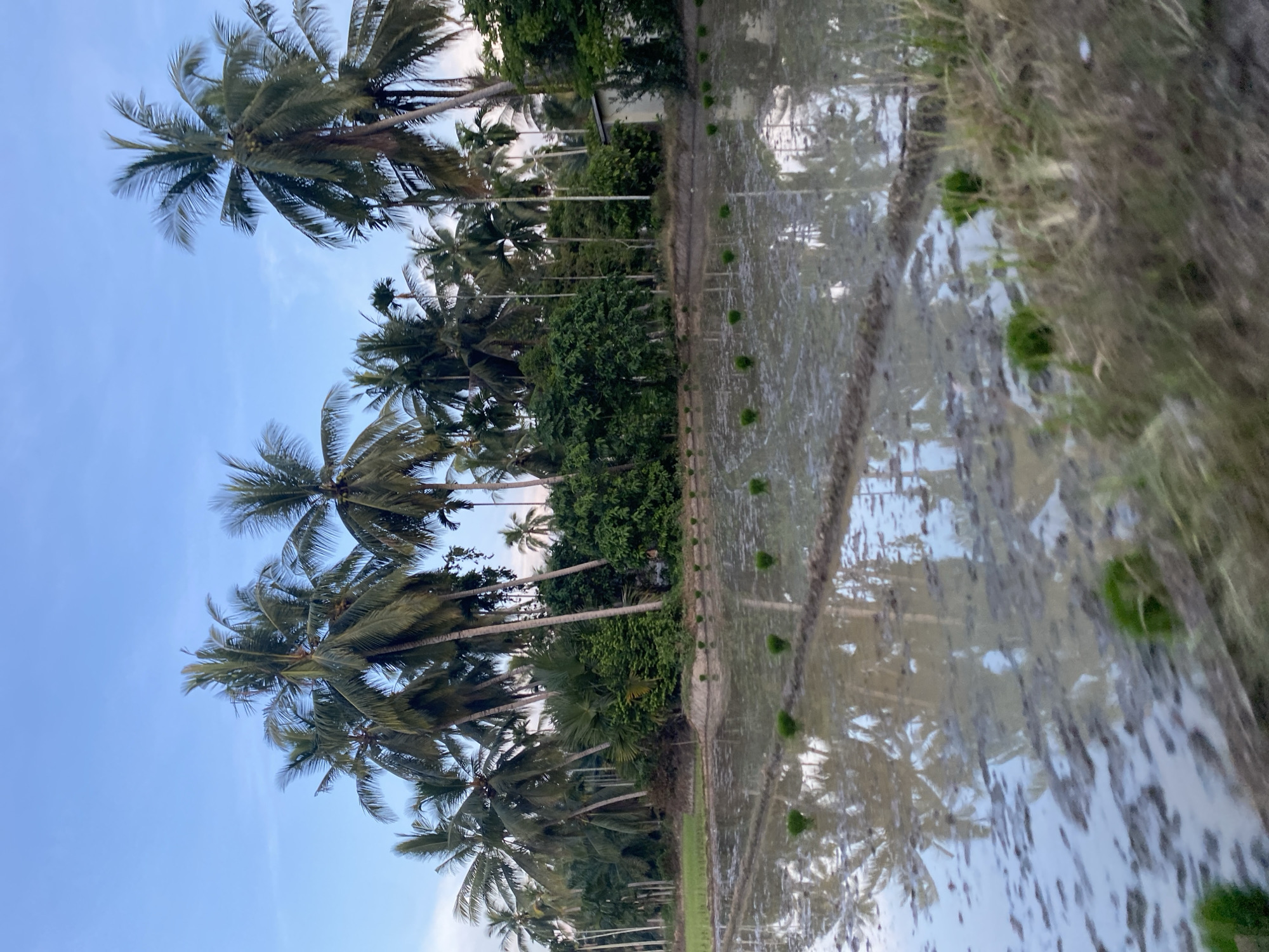 The image shows a flooded rice paddy in Ceubrek, Indonesia. The field reflects the sky and rows of palm trees along the edge. Young rice plants are sparsely planted in the water. Vegetation grows densely on the far edge of the field. The sky is partly cloudy.