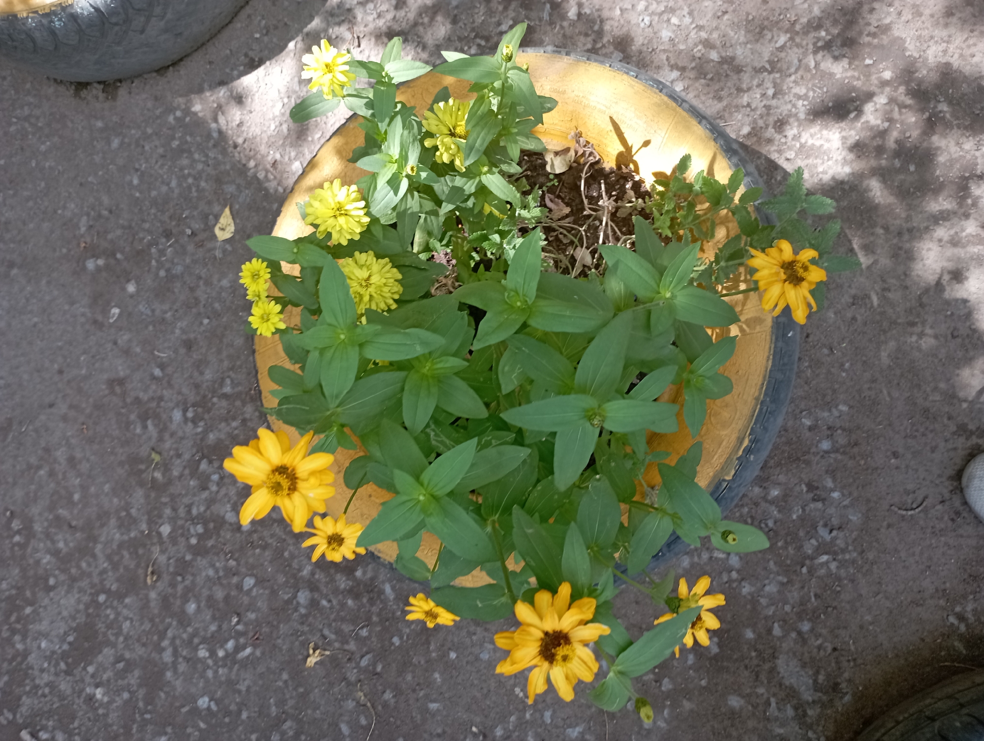 The image shows a planter made from a yellow-painted tire filled with yellow zinnias and green foliage, situated outdoors on a gray, gritty surface, possibly asphalt or compacted dirt. The planter is positioned in an area with scattered shadows cast by sunlight filtering through unseen foliage. In the background, a portion of another tire, likely from a vehicle, is visible. No people are present in the frame. The scene depicts a common urban or semi-urban garden element.
