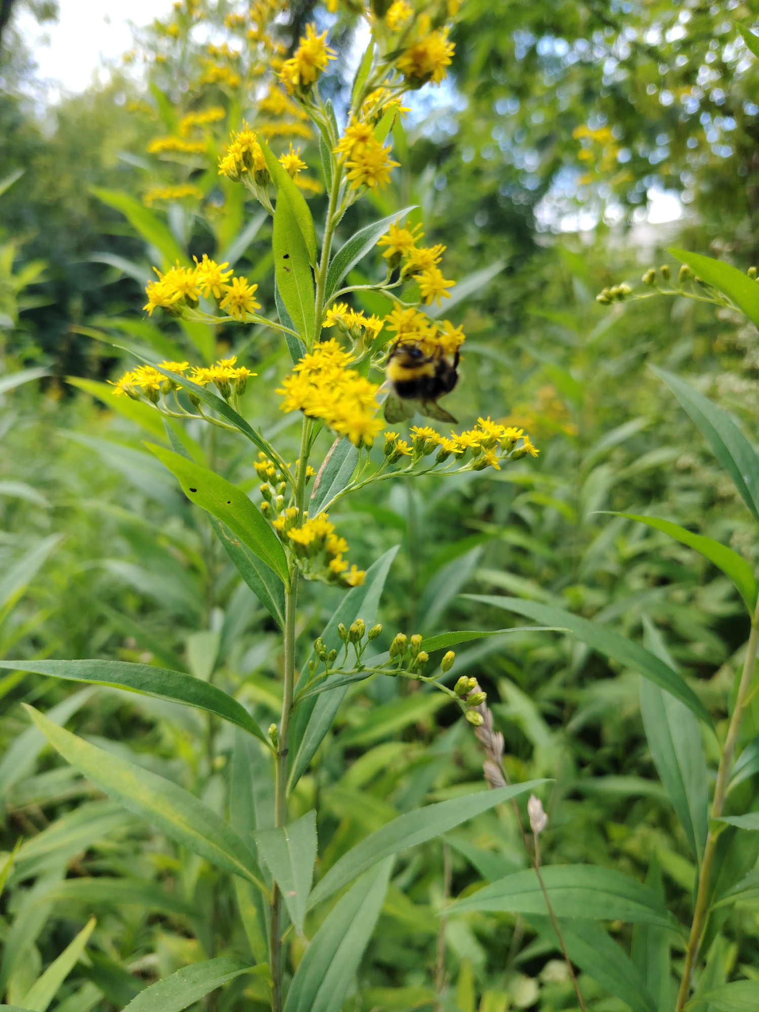 In Konakovo, Russia, a close-up shot captures a bumblebee on a stalk of yellow wildflowers. The bee, predominantly black and yellow, is positioned mid-frame, facing left as it investigates the blooms. The wildflowers, small and bright yellow, cluster on tall, slender stems with green leaves. The background is a soft blur of more green foliage and dappled sunlight, suggesting an outdoor natural setting. The focus is sharp on the bee and the flowers, while the surrounding environment is out of focus.