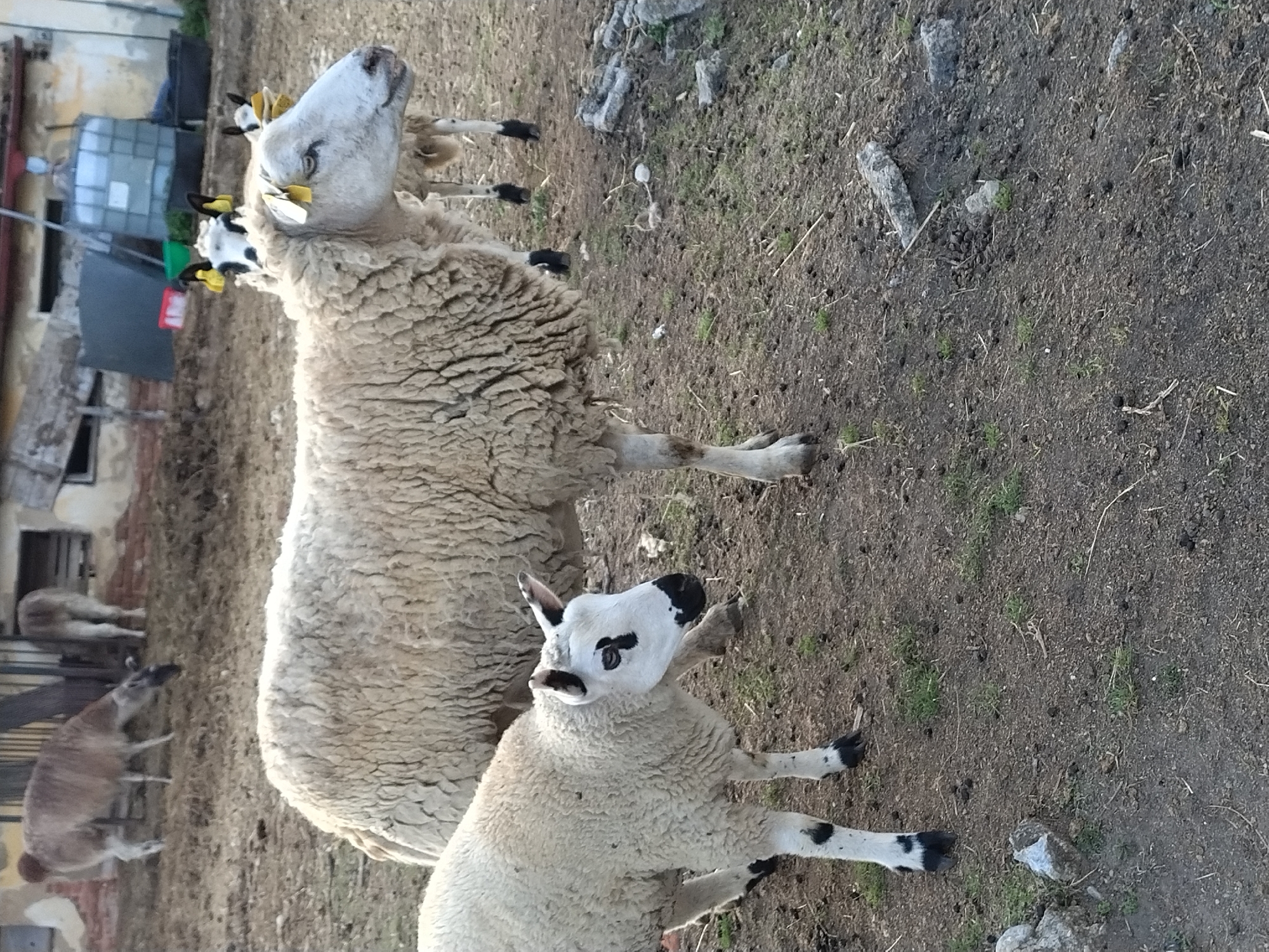 The image, captured in Dobev, Czechia, displays an outdoor scene featuring several sheep in a dry, dusty enclosure. In the foreground, a lamb with distinct black markings on its face and legs stands facing left, with its left foreleg slightly raised. Behind the lamb, a larger sheep, also with tags on its ears, is partially visible, facing right. Further in the background, another sheep, or possibly a llama, with a light brown coat, is grazing in a dusty area, facing downwards. Two more sheep, one white with black markings on its ears and the other a light brown, are visible in the middle ground. The environment consists of dry earth, sparse green vegetation, and some scattered stones and debris. In the far background, elements of a farm building are visible, including a large white water tank and a wooden structure. The lighting suggests it is daytime, with shadows indicating the sun's position.