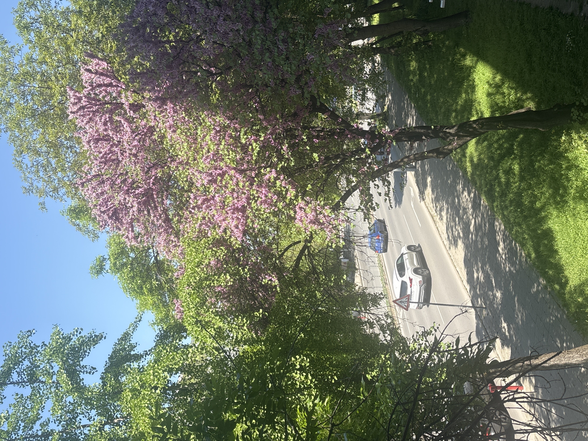 An elevated view captures a sunlit street lined with trees, suggesting an urban or suburban setting. The vibrant scene features a clear blue sky and bright sunshine, casting distinct shadows across the pavement and grassy areas, indicating it is daytime.
In the foreground, a large tree displays an abundance of pink and purple blossoms, contrasting with the fresh green leaves of other trees and the verdant grass lining the road. The paved street has white markings, and a sidewalk runs alongside it.
Two cars are visible: a white SUV is closer to the foreground, and a blue sedan is further down the road. A triangular street sign, likely a "Yield" or "Give Way" sign due to its inverted shape, is positioned near the white car. No other text is legible on the sign or elsewhere in the image. No people are present, and the overall mood is tranquil.