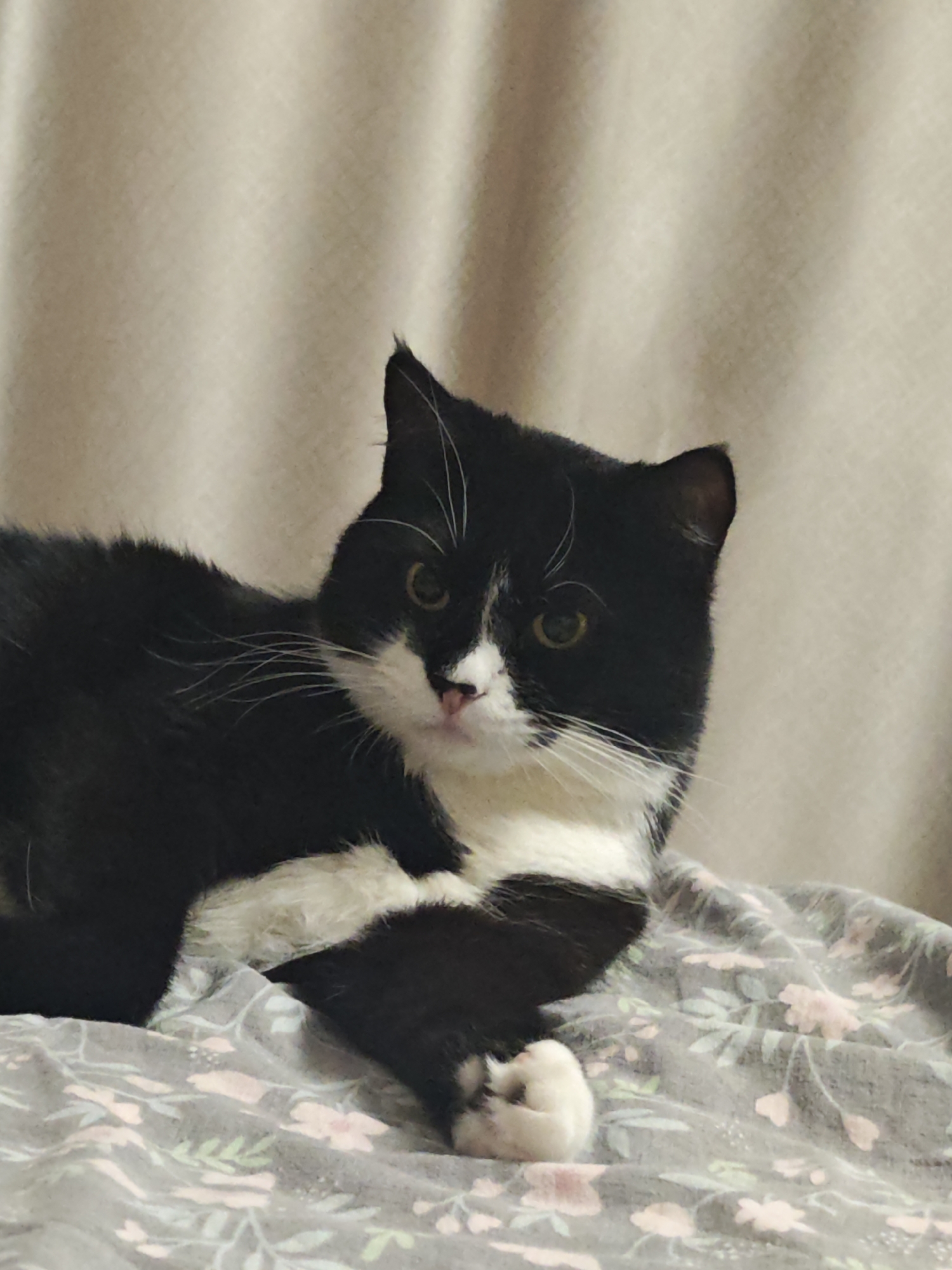 A black and white cat is lying down on a patterned blanket. The cat is facing the camera, with its head turned slightly to the right. Its eyes are open and looking forward, and its ears are perked up. The cat has white fur on its chest, paws, and nose, and black fur on the rest of its body. The blanket is gray with a pattern of pink flowers and green leaves. The background is a plain, light-colored curtain. The lighting appears to be indoor, and the time of day is indeterminate. The cat's expression is calm and curious. There is no visible text in the image.