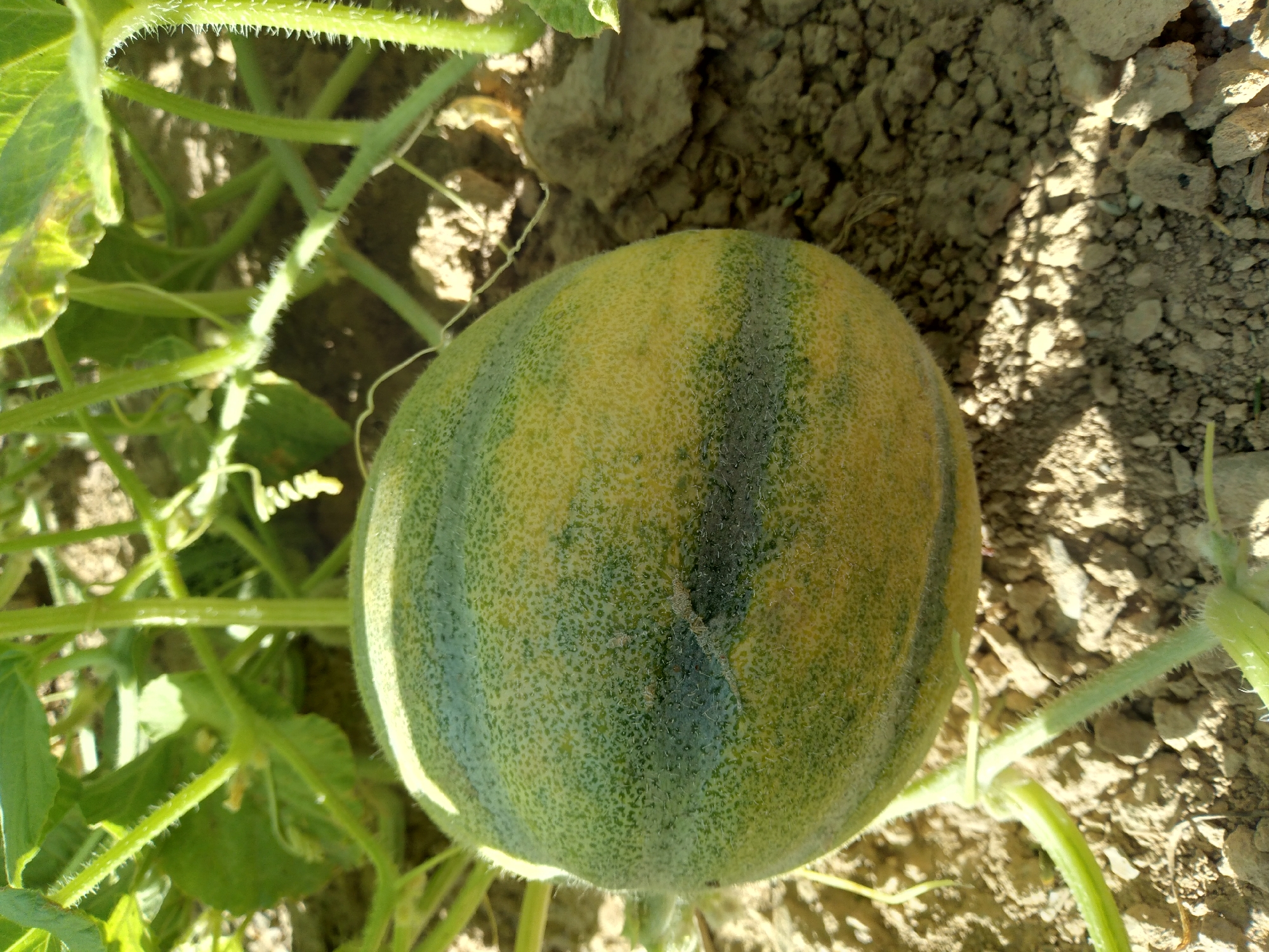 A young cantaloupe, still attached to its vine, rests on dry, rocky soil. The melon is oval-shaped and displays a striped pattern of green and yellow, with a fuzzy texture. Its skin is dotted with numerous small pores. The surrounding environment is arid, with sparse green foliage and vines visible in the background. The sunlight casts shadows on the ground, suggesting an outdoor setting in a warm climate. The image was captured in Baki, Uzbekistan.