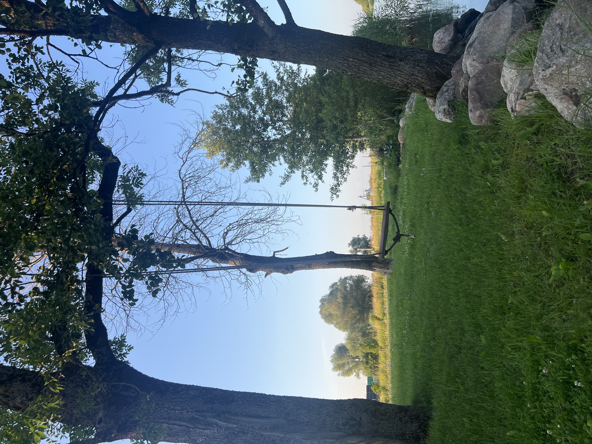 This image depicts a tranquil scene by the water's edge, likely in Šyša, Lithuania, characterized by lush greenery and natural elements. In the foreground, a neatly manicured lawn is dotted with small white wildflowers, bordered by large, weathered grey stones that transition into the calm, reflective surface of a body of water on the right. Two mature trees with thick, textured bark frame the view. The tree on the left is partially obscured, its branches laden with green leaves that create dappled shadows on the grass. Hanging between these trees is a rustic wooden swing, suspended by thick ropes.
In the midground, another tree stands tall, its branches mostly bare, contrasting with the leafy foliage of the flanking trees. Beyond the swing, a field stretches out, filled with tall grasses and wildflowers, hinting at a meadow or pasture. In the distance, a cluster of various trees, some dense with leaves and others more sparse, create a varied and natural backdrop under a clear, pale blue sky. The overall impression is one of serene, rural beauty, with the swing suggesting a place of leisure and contemplation. There are no people or animals visible in the image.