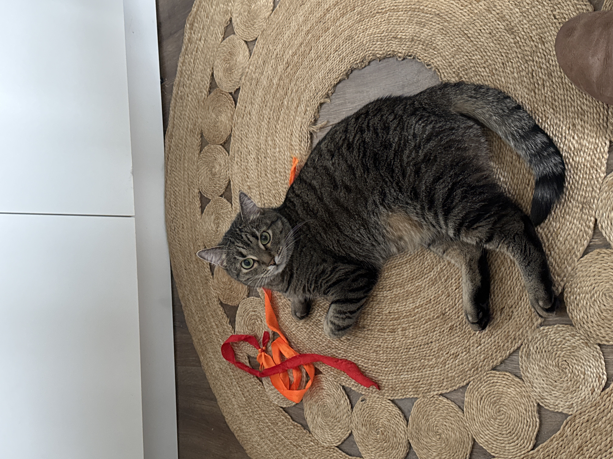 A tabby cat lies on a round jute rug, its body positioned diagonally. The cat's head is turned towards the viewer, with wide green eyes. A red and orange ribbon toy is placed on the rug near the cat's head. The rug is situated on a wooden floor, and a white cabinet is visible in the background. The image appears to be taken indoors, likely in a residential setting in Moscow, Russia.