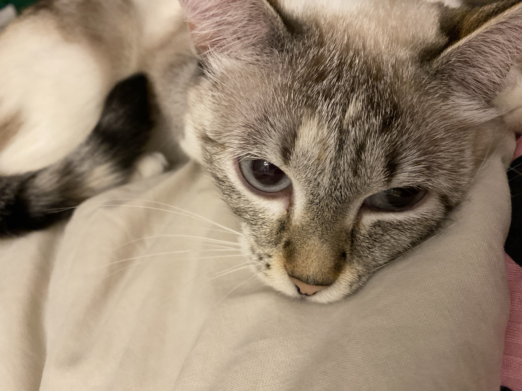 A close-up, high-angle shot shows a cat's head resting on a light-colored, wrinkled fabric, likely bedding. The cat is a light-colored tabby, with grey and brown markings, and a pink nose. The cat has light-colored eyes, and is looking downward with a relaxed expression. A portion of the cat's curled tail is visible behind its head. The image is well lit, but details of the background are obscured. There is no evidence to suggest the image was taken in Yekaterinburg, Russia.
