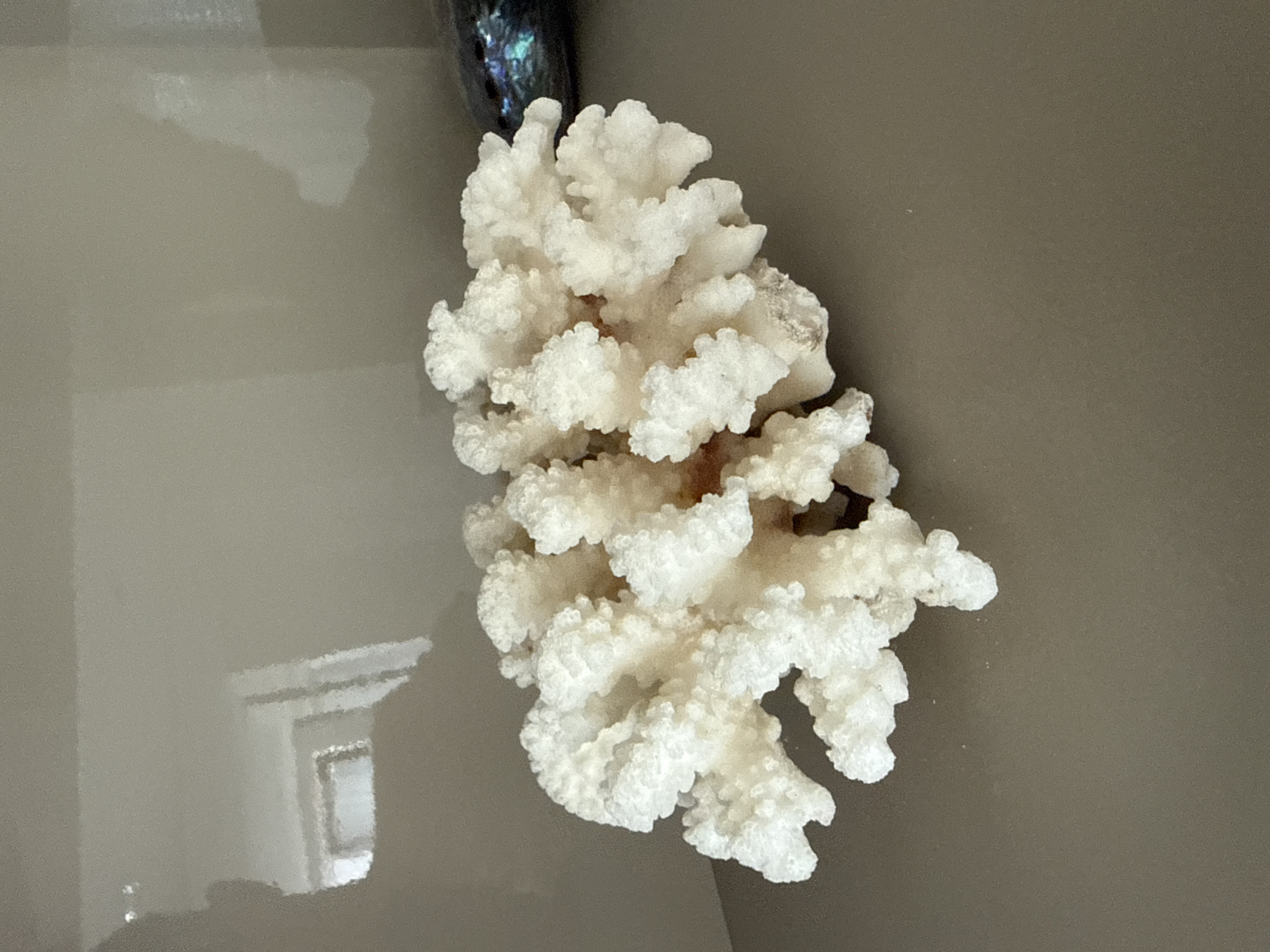The image shows a cluster of white, branched coral on a neutral-colored surface. The coral exhibits a porous texture with intricate, finger-like projections. In the background, a glossy, reflective surface shows a blurred reflection of what appears to be an interior space with window frames and possibly furniture. The lighting is soft and diffused, casting subtle shadows. The scene is devoid of any human presence or activity. There is no discernible connection to the city of Burgas, Bulgaria.