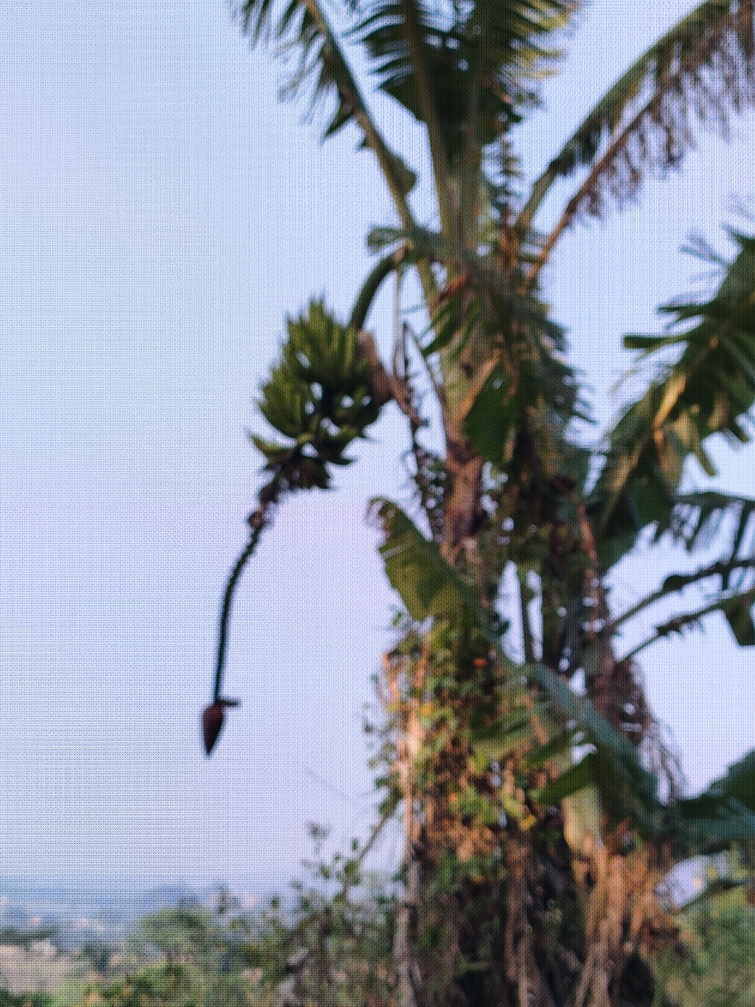 The image captures a close-up view of a banana flower hanging from a banana tree against a light blue sky. The banana tree's leaves are lush and green, with some dried fronds visible. The banana flower is dark red and teardrop-shaped, with its stem extending upwards and to the left. In the background, a blurred landscape of trees and greenery is visible, suggesting an outdoor, possibly rural, setting. The overall impression is one of natural growth and tranquility. It is not possible to determine the specific location within Caracas, Indonesia, as this is not a recognizable landmark and the image lacks identifying details.