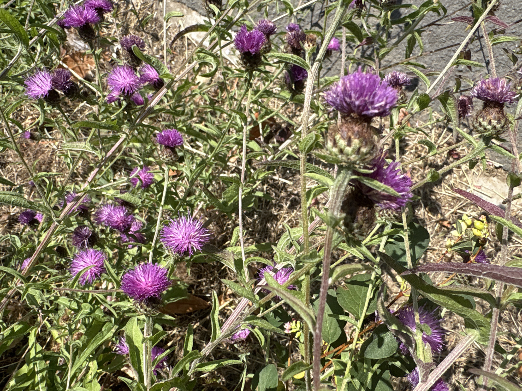 The image shows a close-up, eye-level view of a patch of purple thistle-like flowers and green foliage growing on the ground. The flowers are in various stages of bloom, with some fully open and others still in bud. The stems of the plants are slender and reddish-purple, and the leaves are long and serrated. The ground is covered in dry grass and a paved surface is visible in the background on the right side. There are no people or animals present in the image. The overall impression is one of wild, untamed nature within an urban or suburban setting. The specific location in Chelmsford, United Kingdom, is not evident from the image itself, as it is a generic depiction of roadside or uncultivated ground flora.