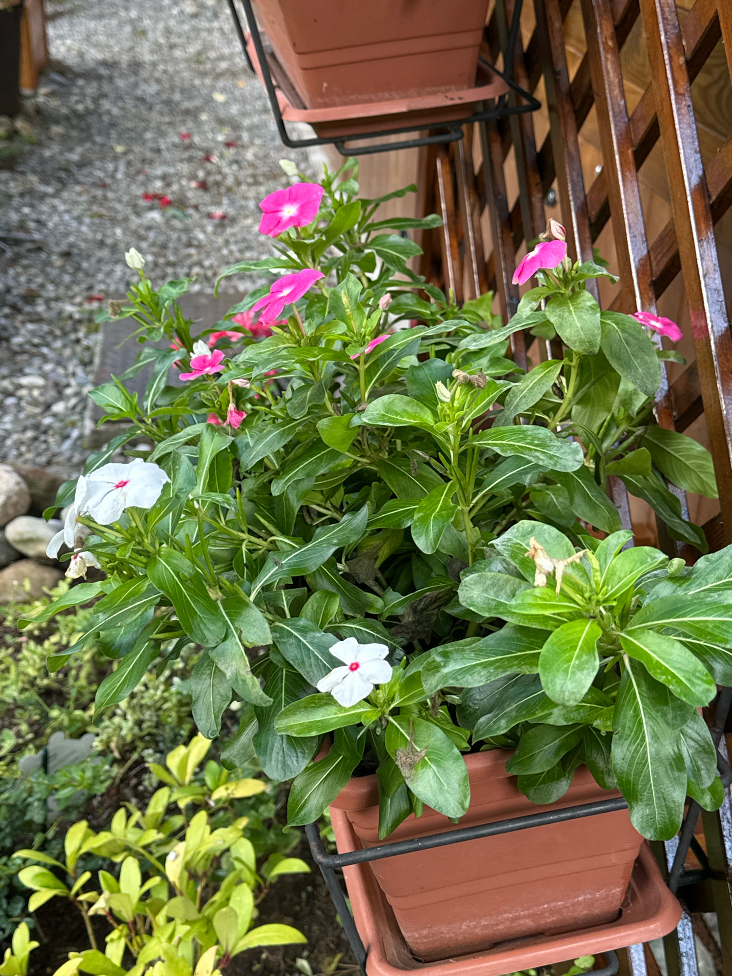 This image captures a close-up view of potted flowering plants, specifically Vinca, displayed on a wooden lattice background. The Vinca plants feature a mix of pink and white flowers, with the white ones having a distinctive red center. The leaves are a vibrant green with visible white veins. The plants are housed in an orange-brown plastic pot with a matching saucer, which appears to be suspended on a black metal bracket. In the background, a gravel path is visible, interspersed with scattered red flower petals. To the left of the pot, a few smooth, light-colored stones and some smaller green plants can be seen. The overall scene suggests an outdoor garden or patio setting. The image does not depict any individuals or any specific landmarks indicating a location in Borno, Italy.