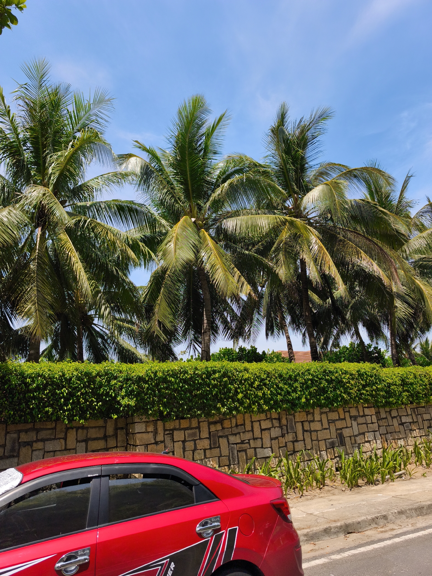 The image depicts a street scene in Bac Nha Trang Ward, Vietnam. The foreground is dominated by the rear passenger side of a red sedan. The car features chrome door handles and a black and white graphic on its lower rear quarter panel. To the right of the car is a concrete sidewalk adjacent to a paved road. Behind the sidewalk, a low stone wall runs horizontally across the image, topped by a dense green hedge. Beyond the hedge, a row of tall palm trees with green fronds stretches across the upper portion of the frame. The sky is clear and blue. The overall impression is a sunny day in a tropical coastal area.