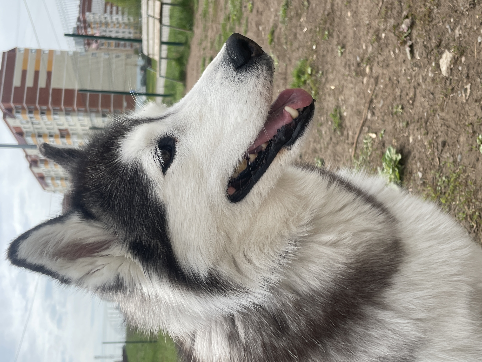 The image is a close-up, angled shot of a Husky dog. The dog has white and dark gray fur, visible teeth, and a pink tongue. In the blurred background, there is a building, a fence, and dirt ground with some grass. The building is a multi-story structure with beige and brown tones. Based on the architecture and the metadata, the location is Izhevsk, Russia.
