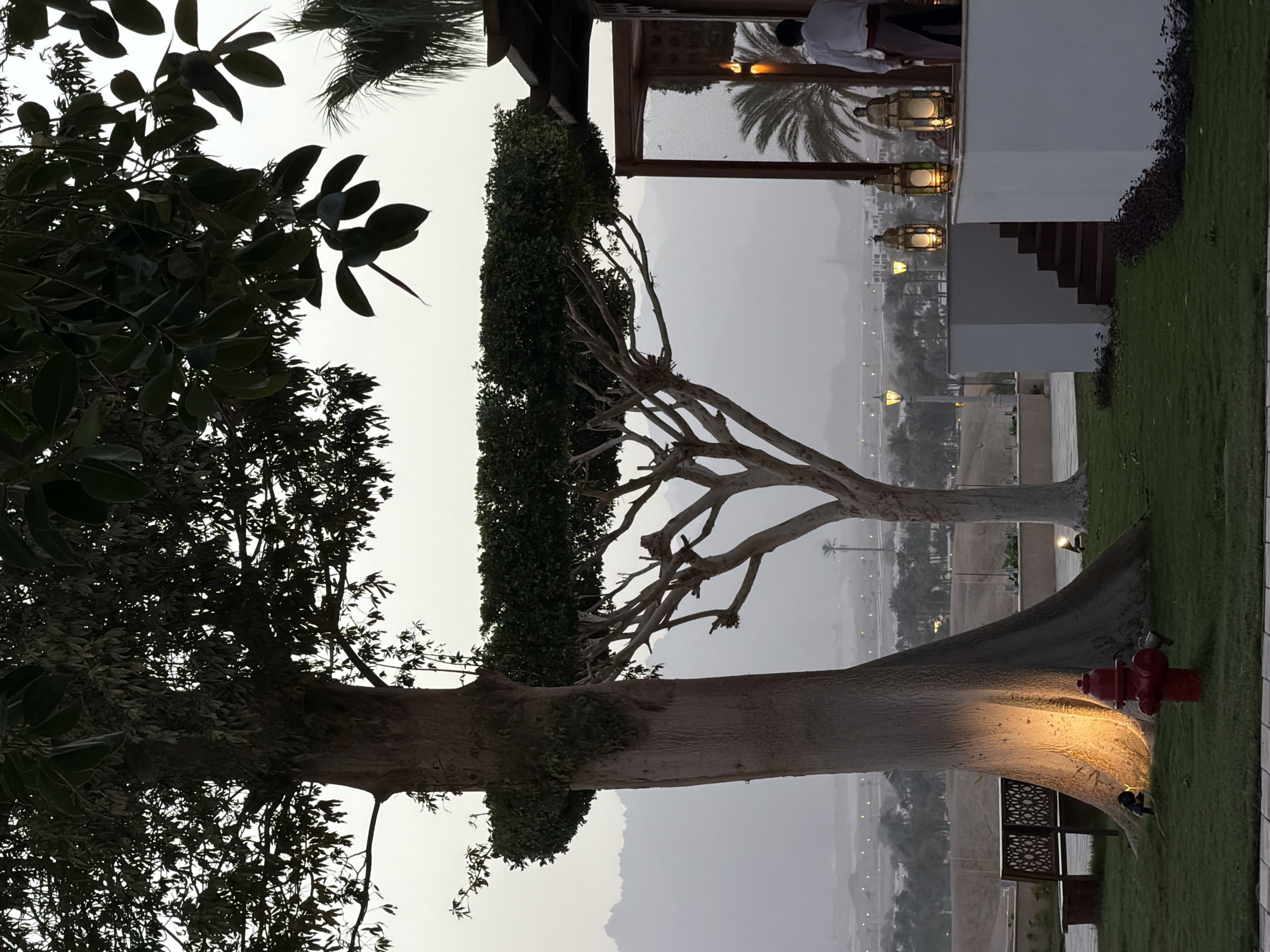 This media file captures an outdoor scene at dusk or early evening, likely on a resort or hotel property in Sharm El Sheikh, Egypt. The image is composed of natural elements and architectural features under a soft, fading light.
In the foreground on the left, a large, dark tree with broad leaves is prominently featured, partially silhouetted against the light grey sky. To its right, another large tree stands with a thick, smooth, light-colored trunk, its base illuminated by a warm-toned ground light. Near its base, a red fire hydrant and a decorative wooden bench with intricate geometric patterns are visible on a manicured green lawn. Behind this tree, a third tree or large shrub with dense green foliage forms a hedge-like barrier, while a fourth, more slender tree with bare, gnarled branches extends upwards.
In the middle ground and background, a sprawling landscape unfolds. Palm trees and numerous streetlights or other light sources are scattered across the distant terrain, hinting at a populated area. Further back, rugged mountains rise under a hazy or overcast sky, adding a serene backdrop.
On the right side of the image, part of a white building with steps is visible. Above it, a section of an outdoor structure, possibly a veranda or canopy, features several ornate, glowing lanterns that cast a warm light. A person wearing a white shirt is partially visible within this structure, suggesting a staff member or guest.
The overall atmosphere is peaceful and tranquil. The diffused light, illuminated lanterns, and distant city lights indicate the transition from day to night. There is no specific activity depicted other than the ambient setting of an evening outdoors. No visible text is present in the image.