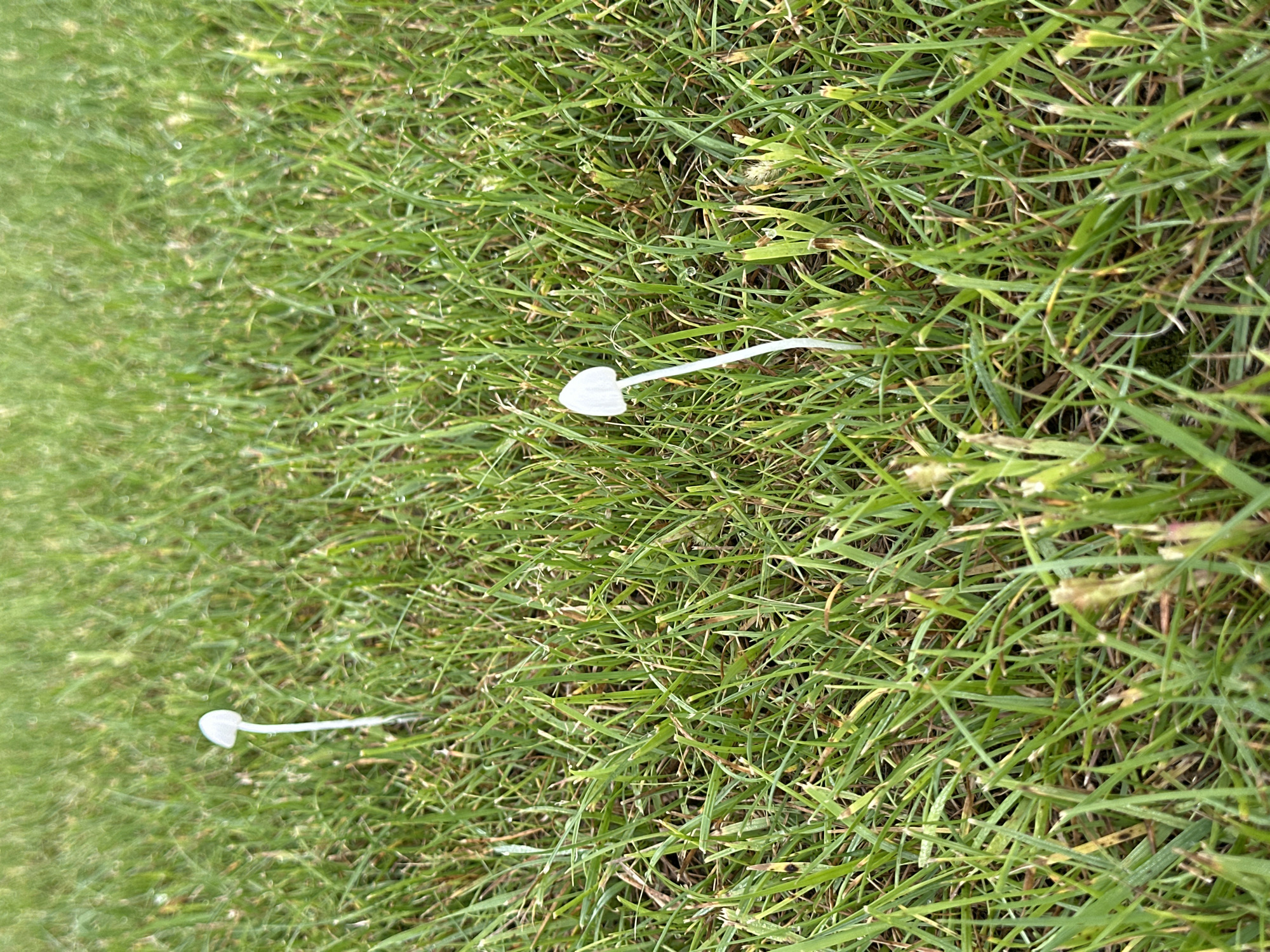 Two small white mushrooms are growing in a patch of green grass. The mushrooms are thin with cone-shaped caps. The grass appears damp, with small water droplets visible on some blades. The lighting suggests it is daytime, with a slightly overcast sky. The scene is captured from a low angle, looking across the grass. There are no people or man-made structures visible in the image.