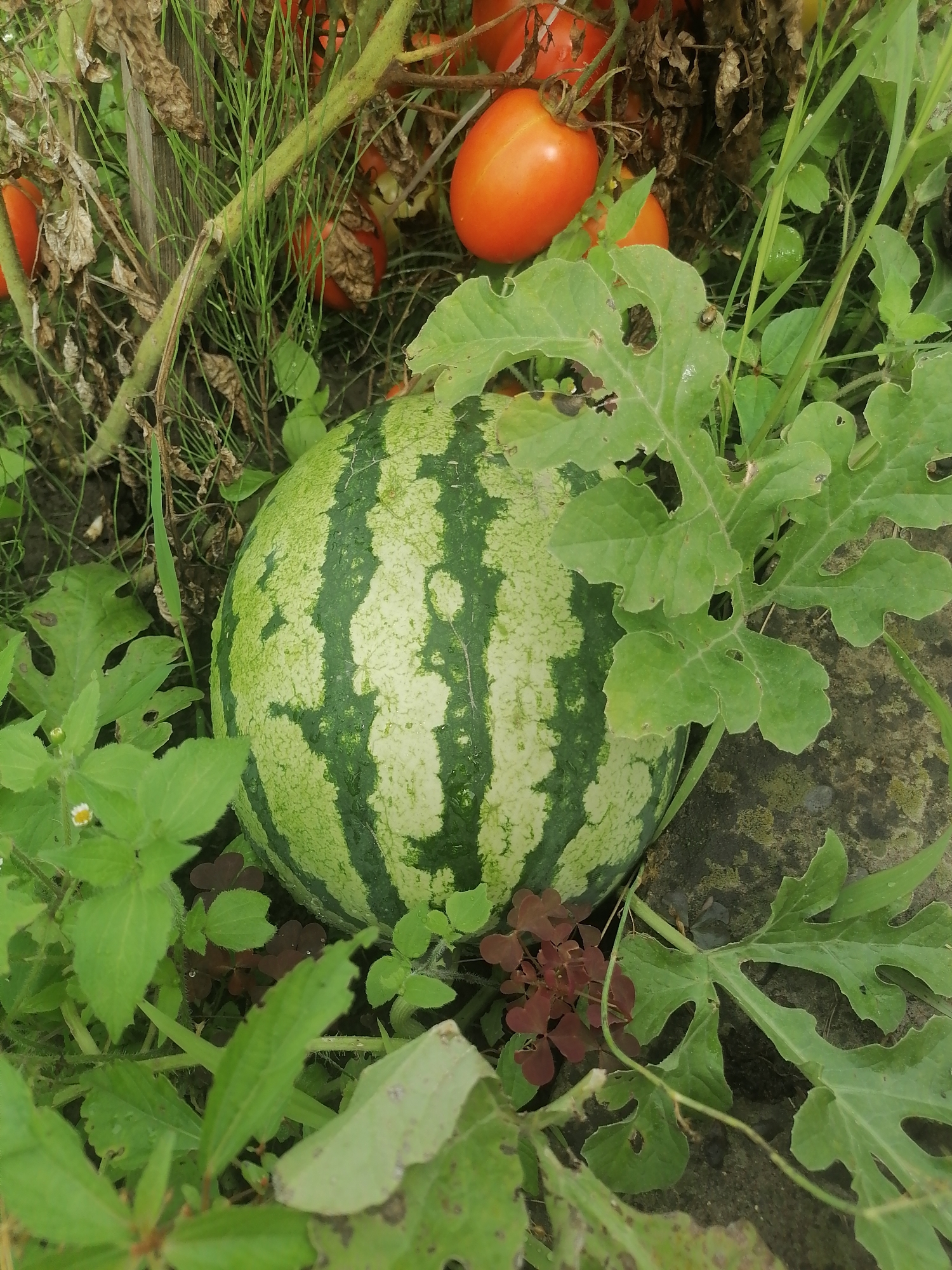 A medium shot captures a ripe watermelon nestled amongst lush green foliage and tomato plants in what appears to be a garden. The watermelon, with its characteristic green stripes against a lighter background, rests on the soil, partially obscured by large, lobed leaves. Several ripe, orange-red tomatoes hang from branches above and behind the watermelon, suggesting they are growing in close proximity. The environment is natural, with visible soil and a variety of plants, including some dry, brown leaves on the tomato vines. The overall impression is one of a harvest in progress, with a focus on the fresh produce.