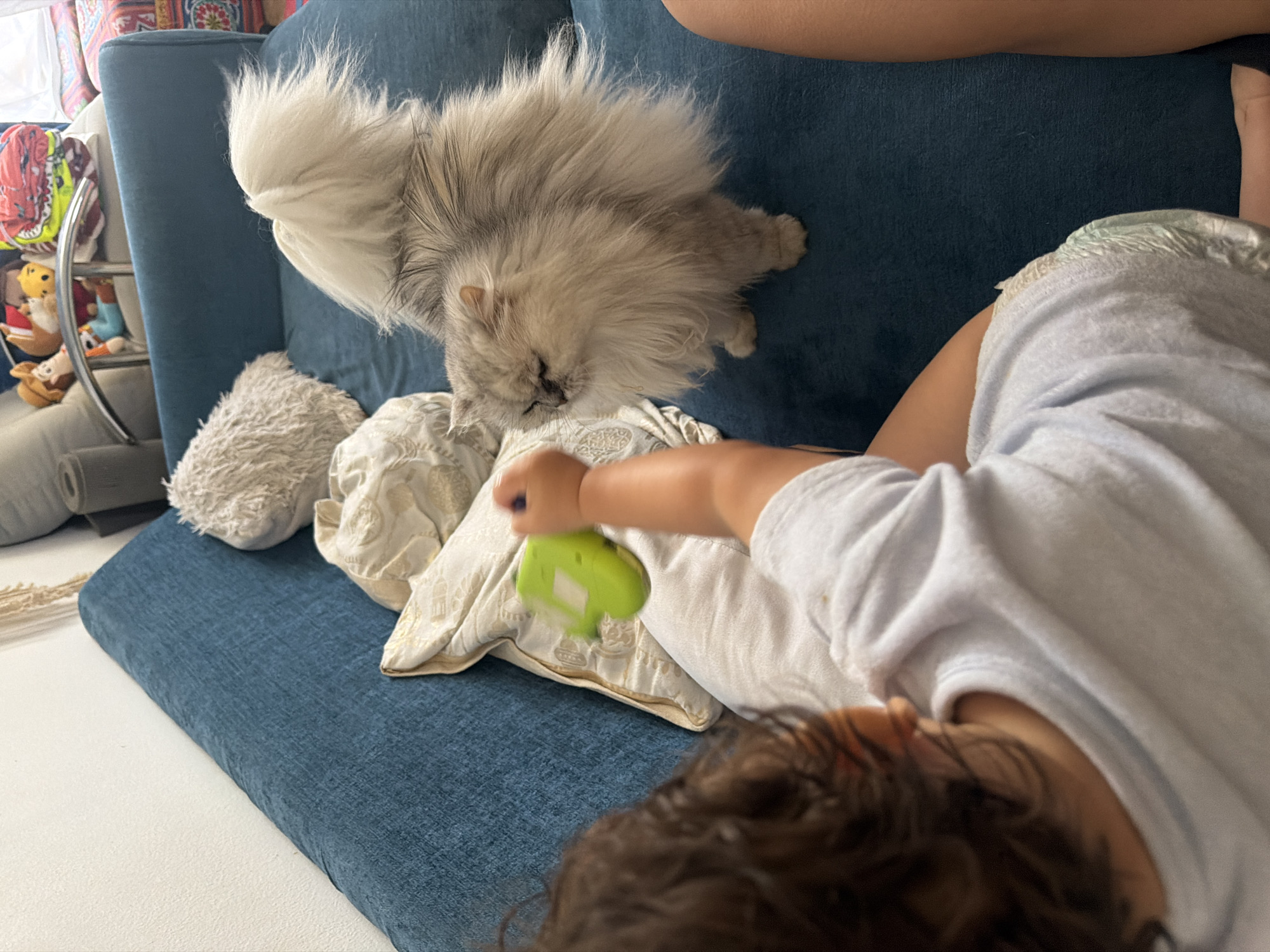 The image shows a fluffy gray Persian cat standing on a blue sofa, looking towards a person whose back is to the camera. The person, likely a child due to their size and the grip on a green toy, is holding the toy as if to pet the cat or offer it. The sofa is covered in a textured blue fabric and is adorned with several cushions, some plain beige and one with an ornate pattern. In the background, there are stuffed toys and a rolled-up mat, suggesting a domestic setting. The lighting suggests an indoor environment, possibly a living room. The scene does not contain any elements that would indicate it is located in Sharm El Sheikh, Egypt.