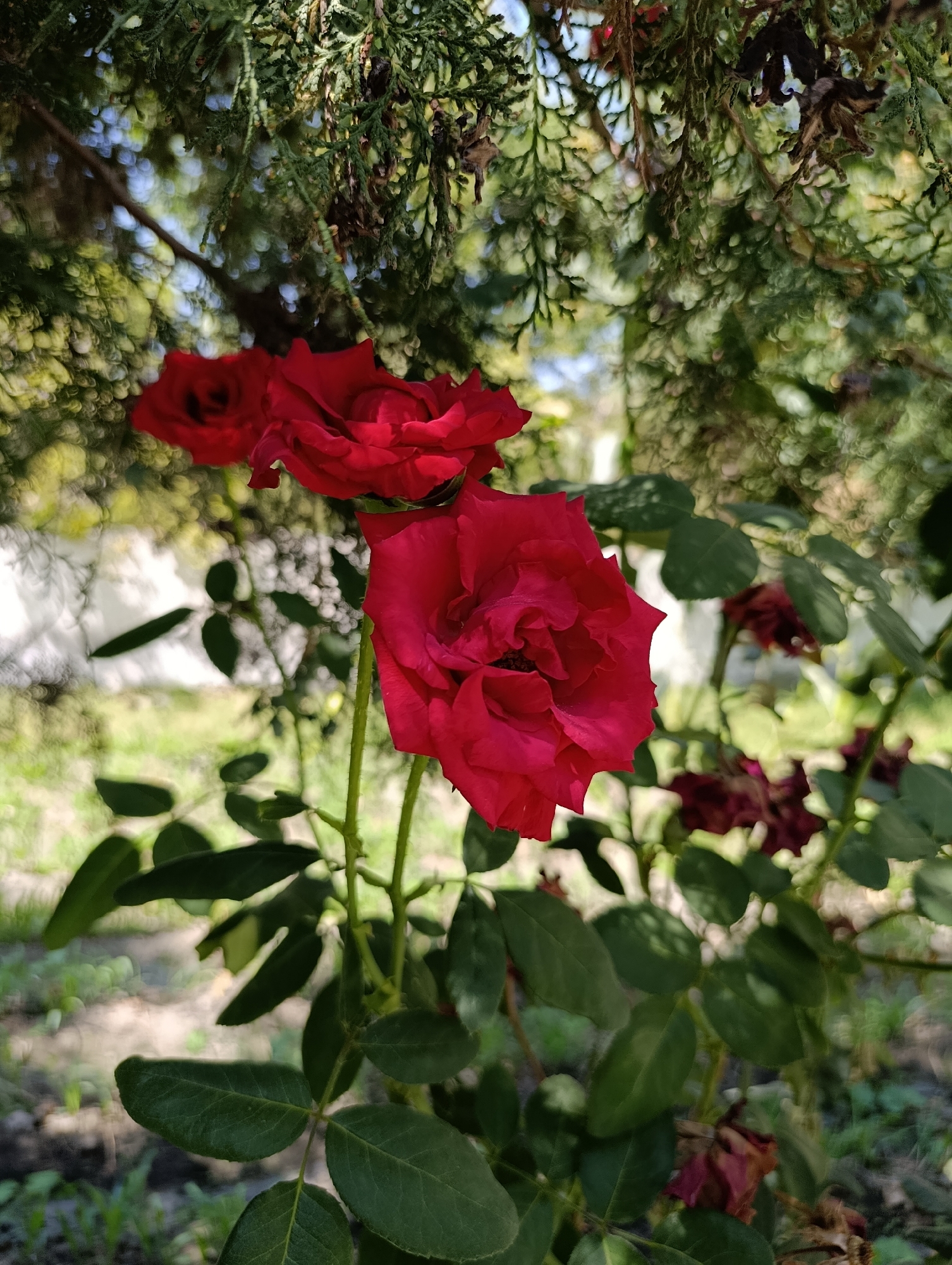 In Devayron, Uzbekistan, a cluster of vibrant red roses blooms amidst lush green foliage and the branches of a coniferous tree. The foreground is dominated by these roses, with one particularly striking bloom in sharp focus, showcasing its velvety petals and intricate form. The background is a soft blur of green and hints of white, suggesting a garden or natural setting. The scene captures the delicate beauty of nature under natural light.