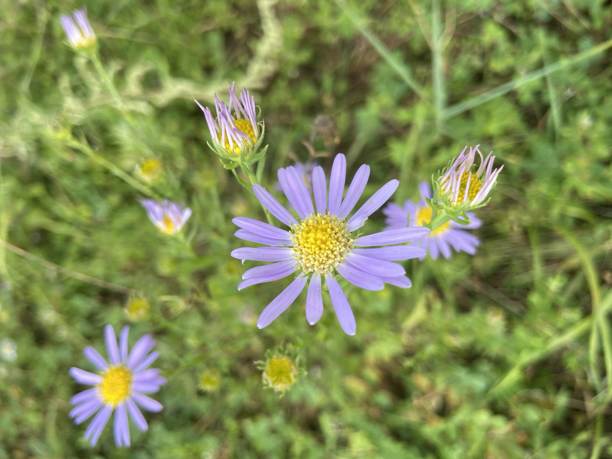 This is a close-up, top-down, outdoor, eye-level shot of several purple aster flowers with yellow centers, scattered across a blurred green background of grass and other foliage. The flowers are in various stages of bloom, with some fully open and others still in bud. The lighting is natural and appears to be overcast, contributing to the soft focus and muted colors. No people or animals are visible in the image. The location is identified as Chernyaevo, Russia.