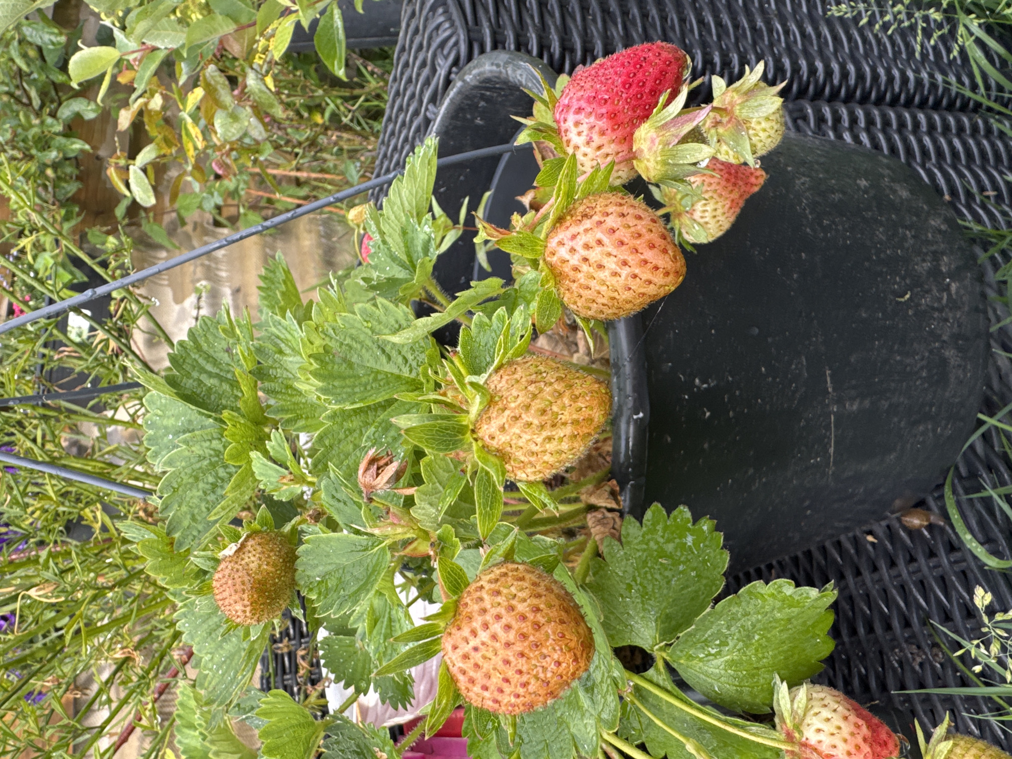 A close-up, vertical shot shows unripe and ripe strawberries growing in a hanging black planter. The strawberries are clustered on green stems and leaves. Some of the strawberries are a light orange color, with visible seeds, while others are a bright red. The planter is partially obscured by a woven black basket in the background. The scene appears to be outdoors, with greenery and what looks like a wooden fence or wall visible behind the basket. The image is taken from a slightly elevated angle, looking down into the planter. The lighting is natural, suggesting it was taken during the daytime. There are small water droplets on the leaves and strawberries, indicating recent rain or watering. The overall impression is one of a home garden.