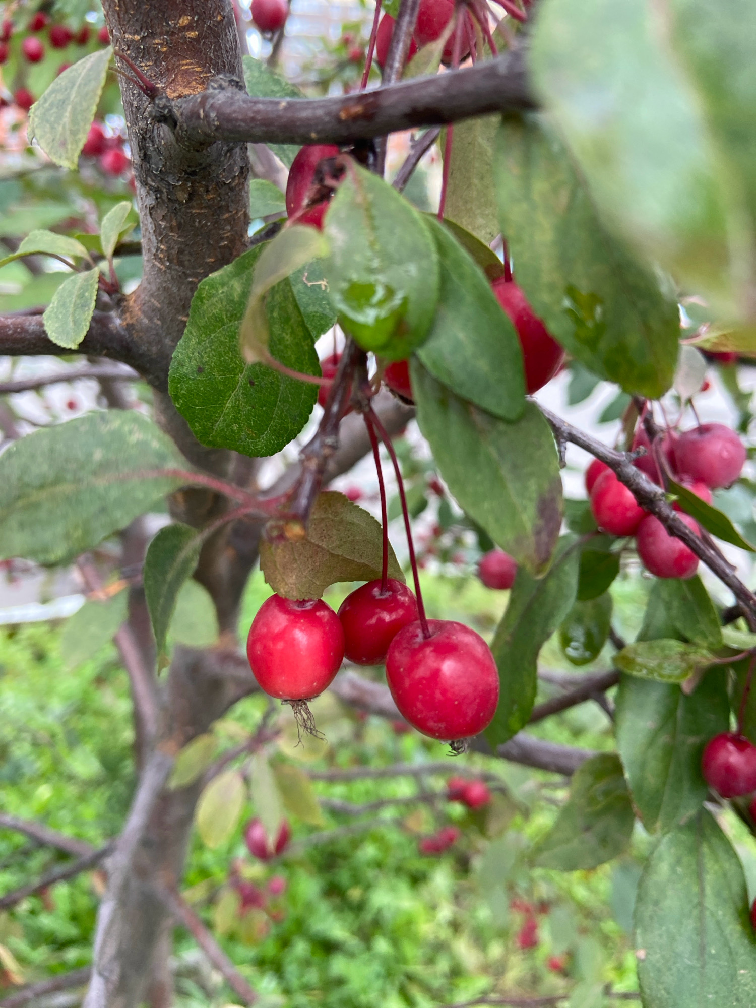 This is a close-up, eye-level photograph of a branch on a tree bearing small, ripe, red crabapples. The crabapples are clustered together, with some leaves also visible on the branch. The background is blurred, showing more of the tree and greenery, suggesting an outdoor setting. There is no indication of any specific location in Balashikha, Russia, or any human presence.