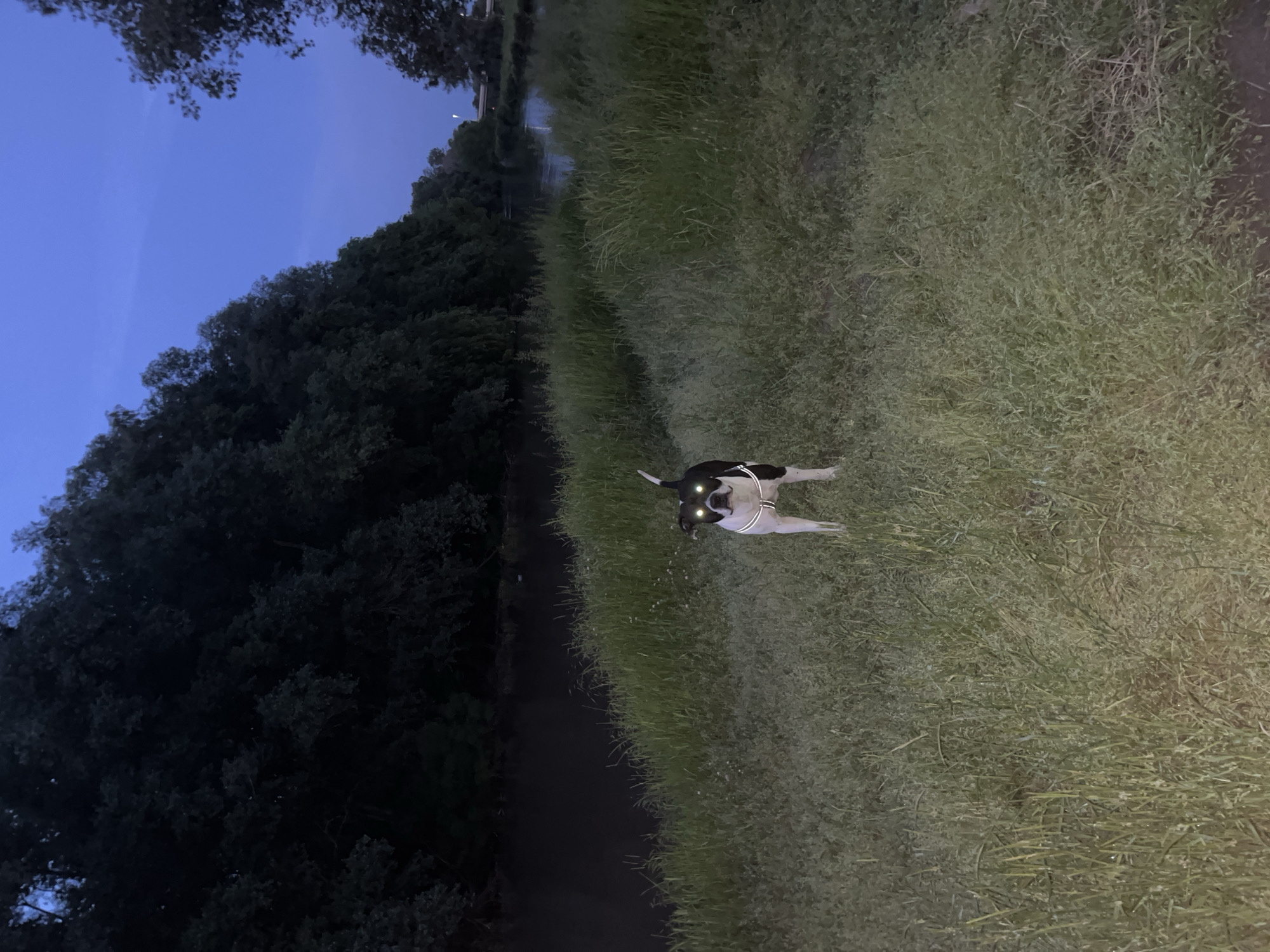A dog stands in a grassy area near water under a twilight sky. The dog is black and white and wears a harness with reflective strips. Its eyes reflect light, appearing as bright spots. To the left, there's a dark area with trees. The grass is long and appears somewhat unkempt. The photo was taken on a river bank of river Maritza in Plovdiv, Bulgaria.
