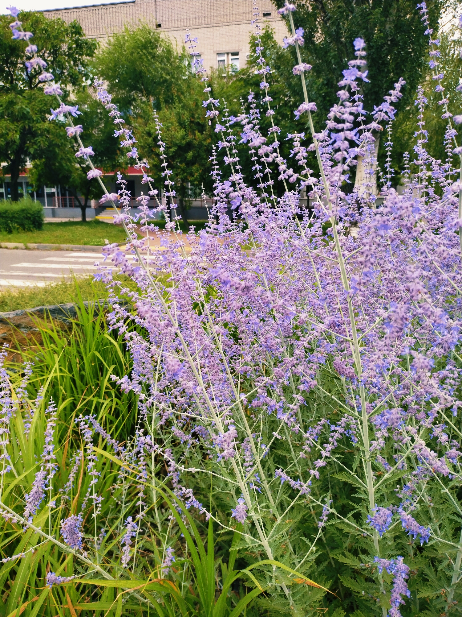 The image shows a close-up view of Russian sage flowers in bloom, with their characteristic spiky purple blossoms. The flowers are densely packed on thin, wispy stems, creating a cloud-like effect. In the background, a building with a light-colored facade and several trees can be seen. A crosswalk and a street are also visible, suggesting an urban setting. The scene appears to be a park or garden area within the city of Horishni Plavni, Ukraine. There are no people or animals visible in the image, and no apparent actions or interactions taking place. The environment is primarily natural, with the flowers and greenery dominating the foreground.