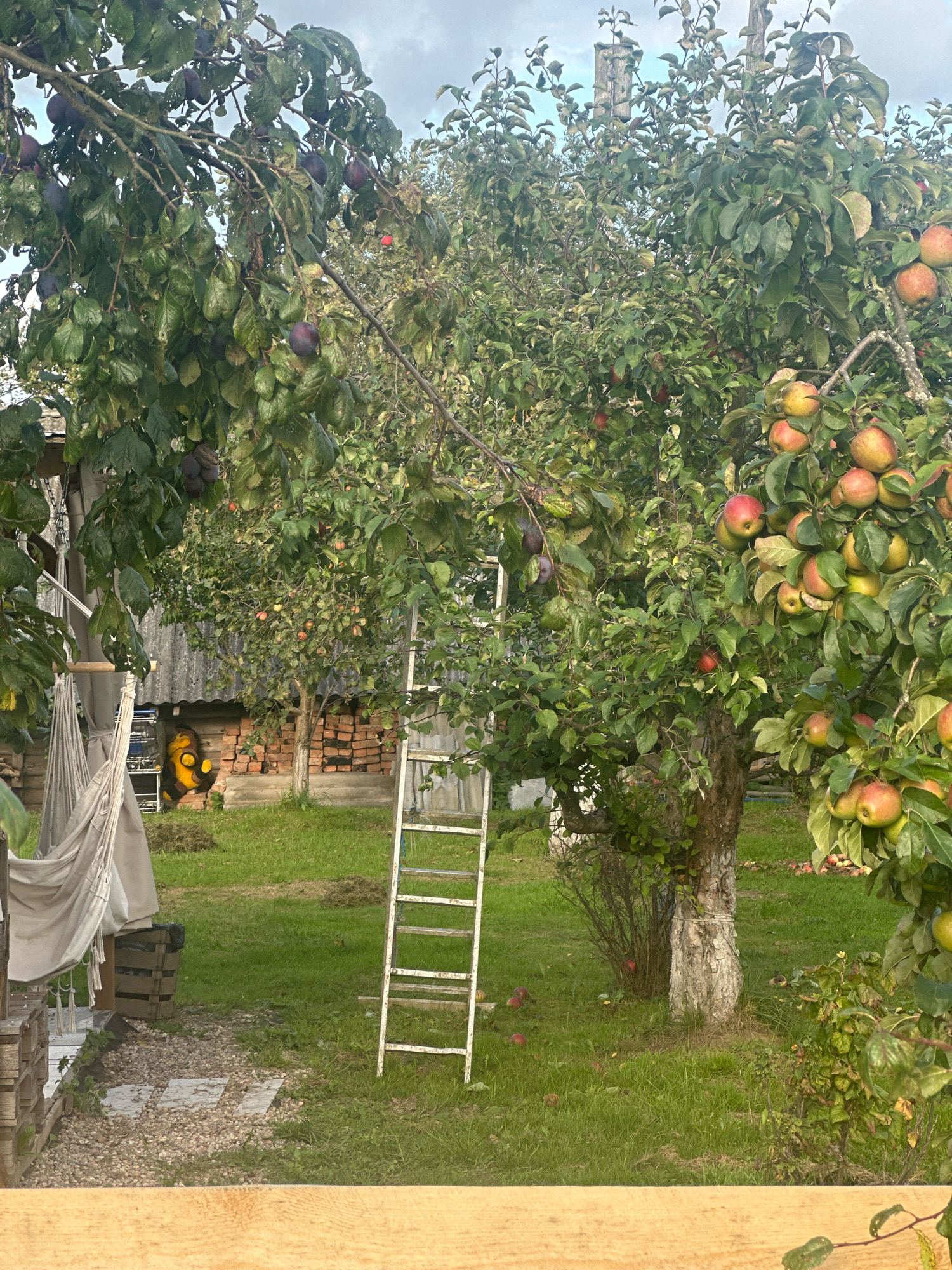 The image depicts an outdoor scene in the village of Hotsyukhawski Sel'ski Savevets, Belarus. In the foreground, a wooden surface is visible. The main focus is on an orchard with two fruit trees. The tree on the left is laden with dark purple plums, some of which are visible hanging in clusters. The tree on the right is abundant with red and yellow apples. A white ladder is propped against a branch of the apple tree, suggesting recent or ongoing harvesting. Beyond the trees, a grey, corrugated roof structure is visible, along with a stack of red bricks and some garden equipment. To the left of the trees, a hammock is suspended between two poles, with a portion of a wooden pallet structure also visible. The ground is covered in green grass, with some scattered fallen apples and cut grass evident. The sky overhead is overcast with light grey clouds.
