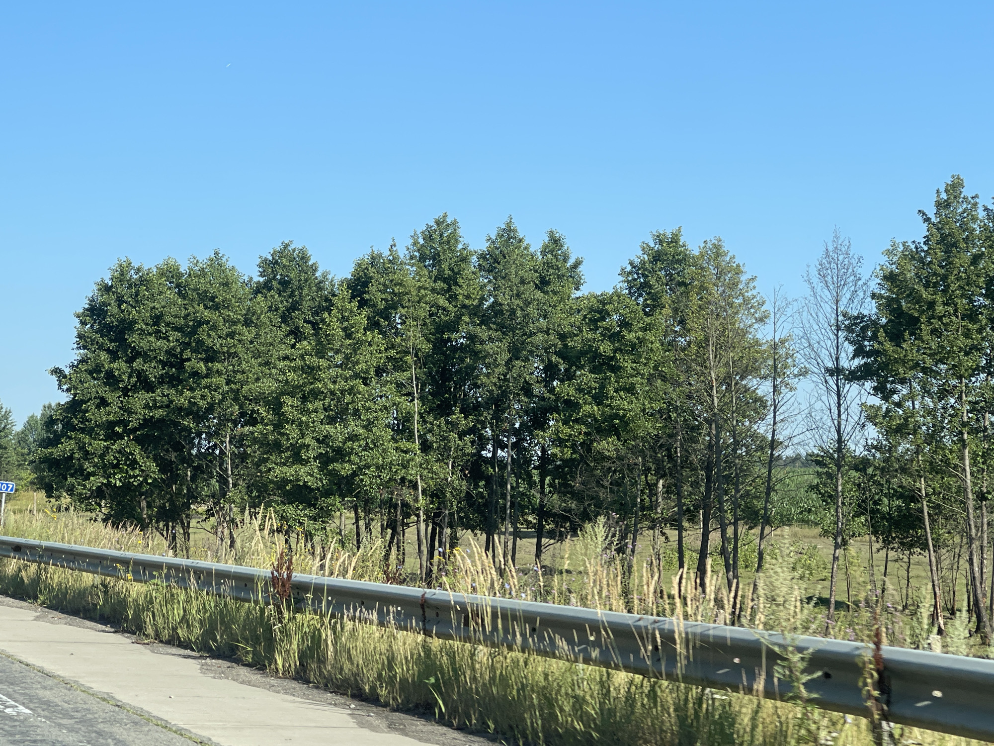 A photograph captures a roadside scene on a clear, sunny day, likely in the vicinity of Pyrizhky, Ukraine, given the presence of a blue sign with "107" on it, which is consistent with Ukrainian highway markers. The foreground is dominated by a concrete sidewalk and a silver metal guardrail that runs horizontally across the frame. Tall, dry grasses and some green vegetation line the area between the sidewalk and the guardrail, and also extend behind it.
Beyond the guardrail, a dense line of lush green deciduous trees forms a solid natural barrier. The trees are varied in height and density, with some appearing fuller and others more sparse. A few thinner, leafless trees are interspersed among the foliage, suggesting different species or stages of growth. In the background, beyond the trees, a field of green crops, possibly corn, is visible, indicating agricultural land. The sky above is a vast expanse of clear, bright blue with no clouds. The overall impression is one of a rural or semi-rural roadside environment.